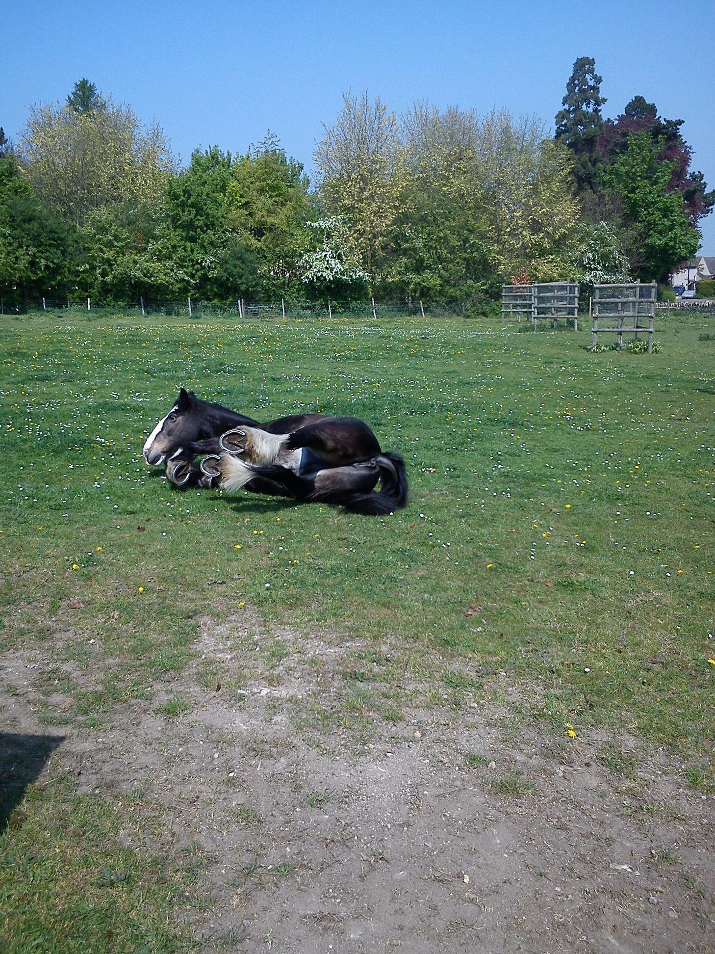 Dolly in the field showing all four feet as she prepares to roll. Grateful for her freedom to do as she wishes every day,