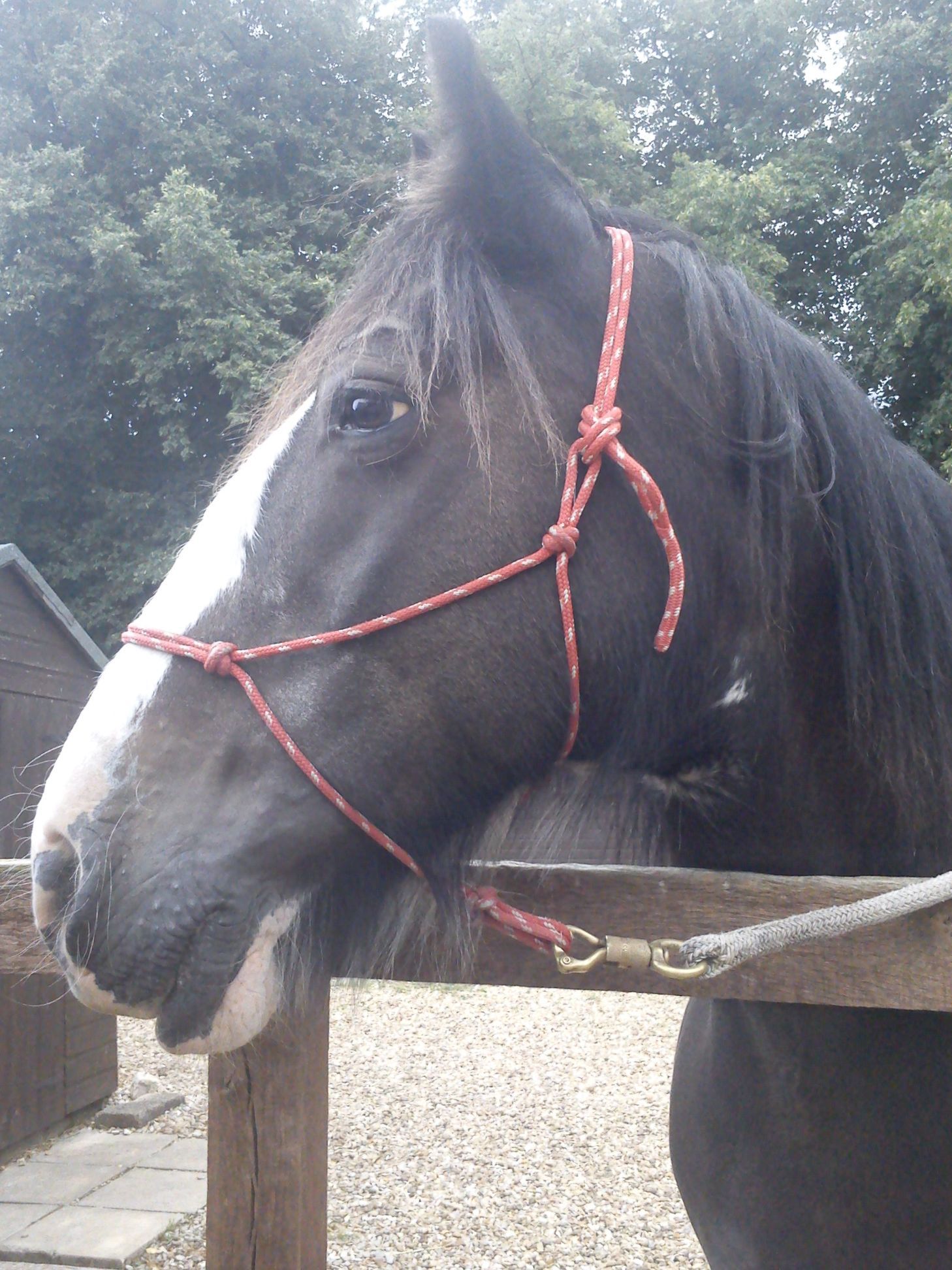 Head image of Dolly looking to the left.  She is tied by a fence.                