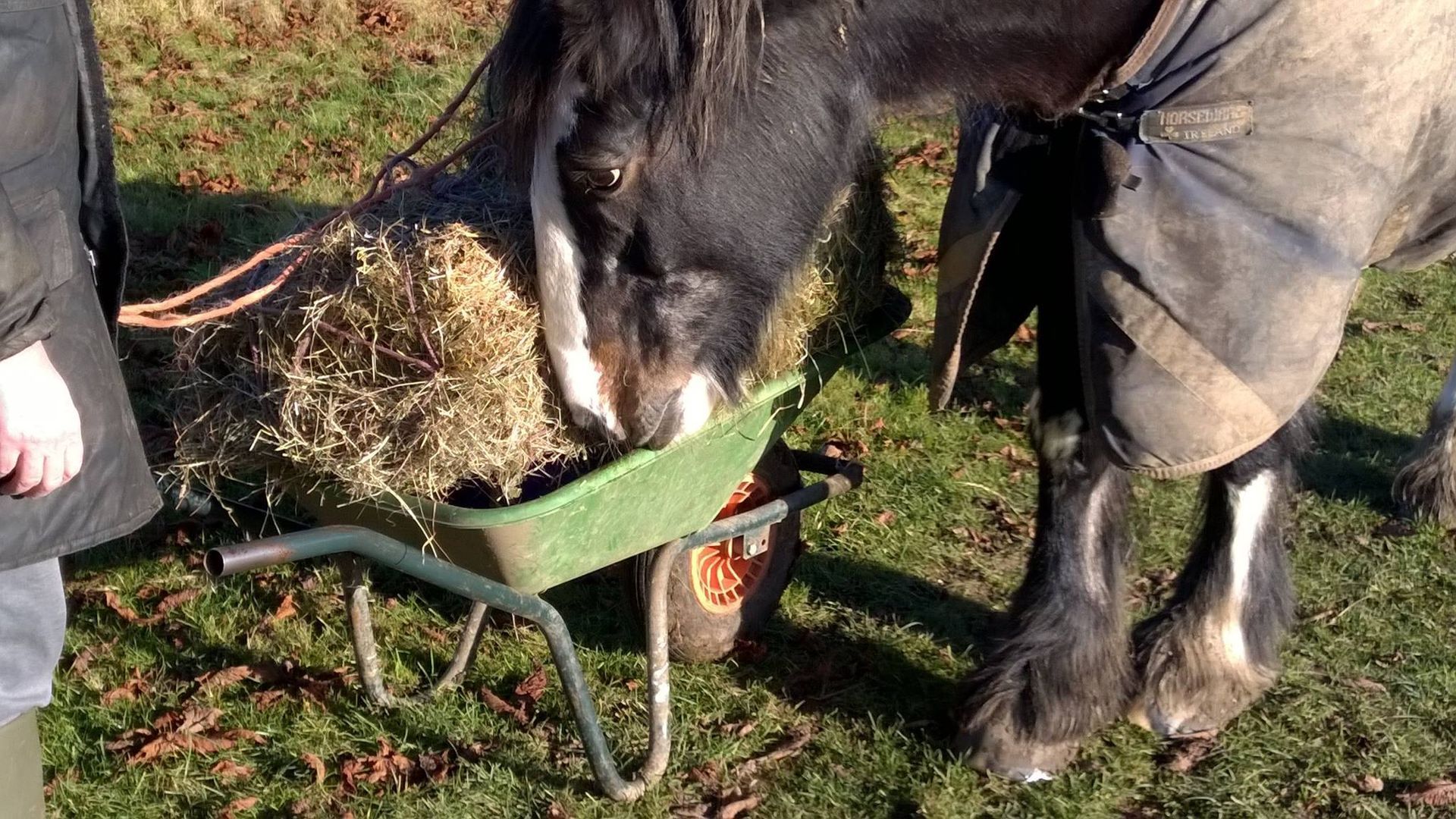 Dolly looking for the feed bowl under the hay Dolly looking for the feed bowl under the hay