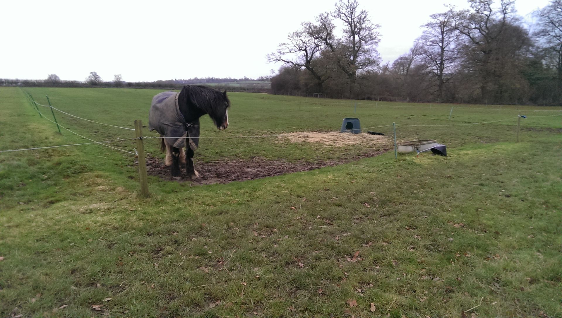 Dolly showing me her hay feeder is empty. She has unscrewed the lid 