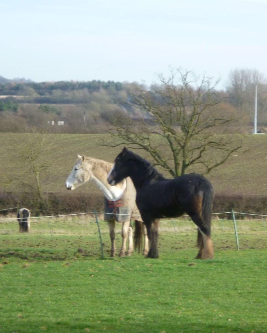Dolly standing with another horse the other side of an fence. They are respecting their personal space 
