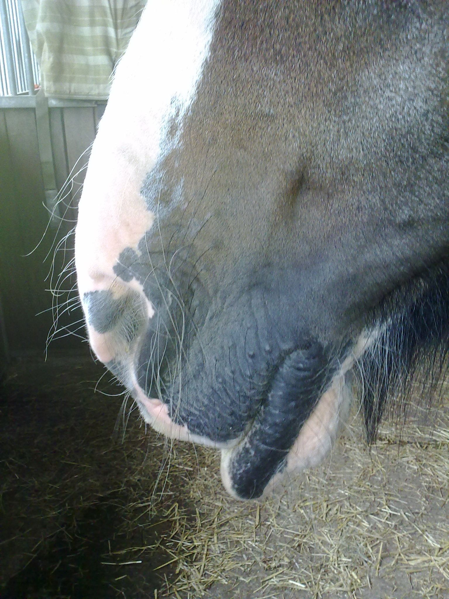 A Picture of Dolly's relaxed bottom lip.