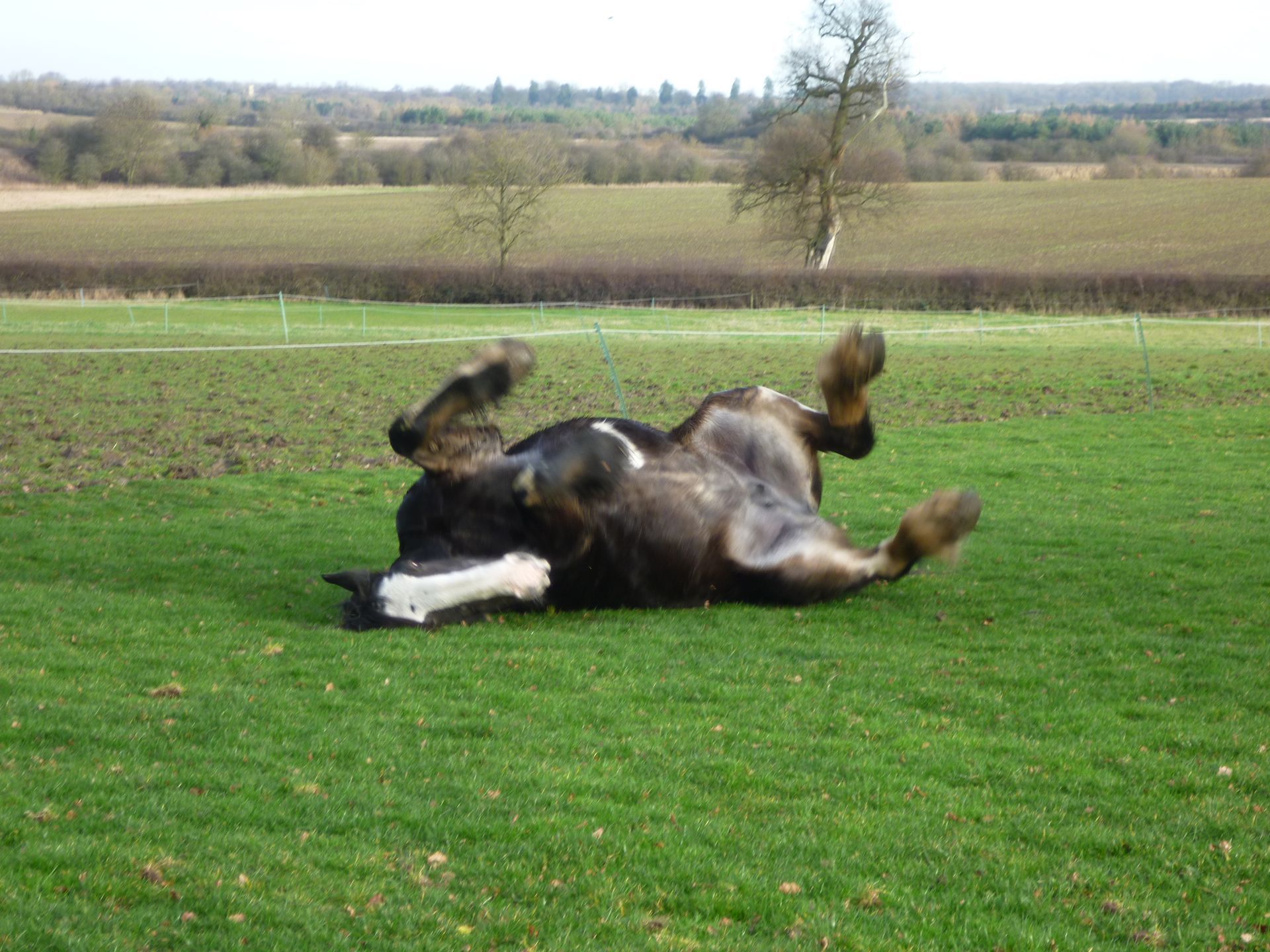 A picture of Dolly the horse rolling in the field. Completely uncaring of anything except her own enjoyment

