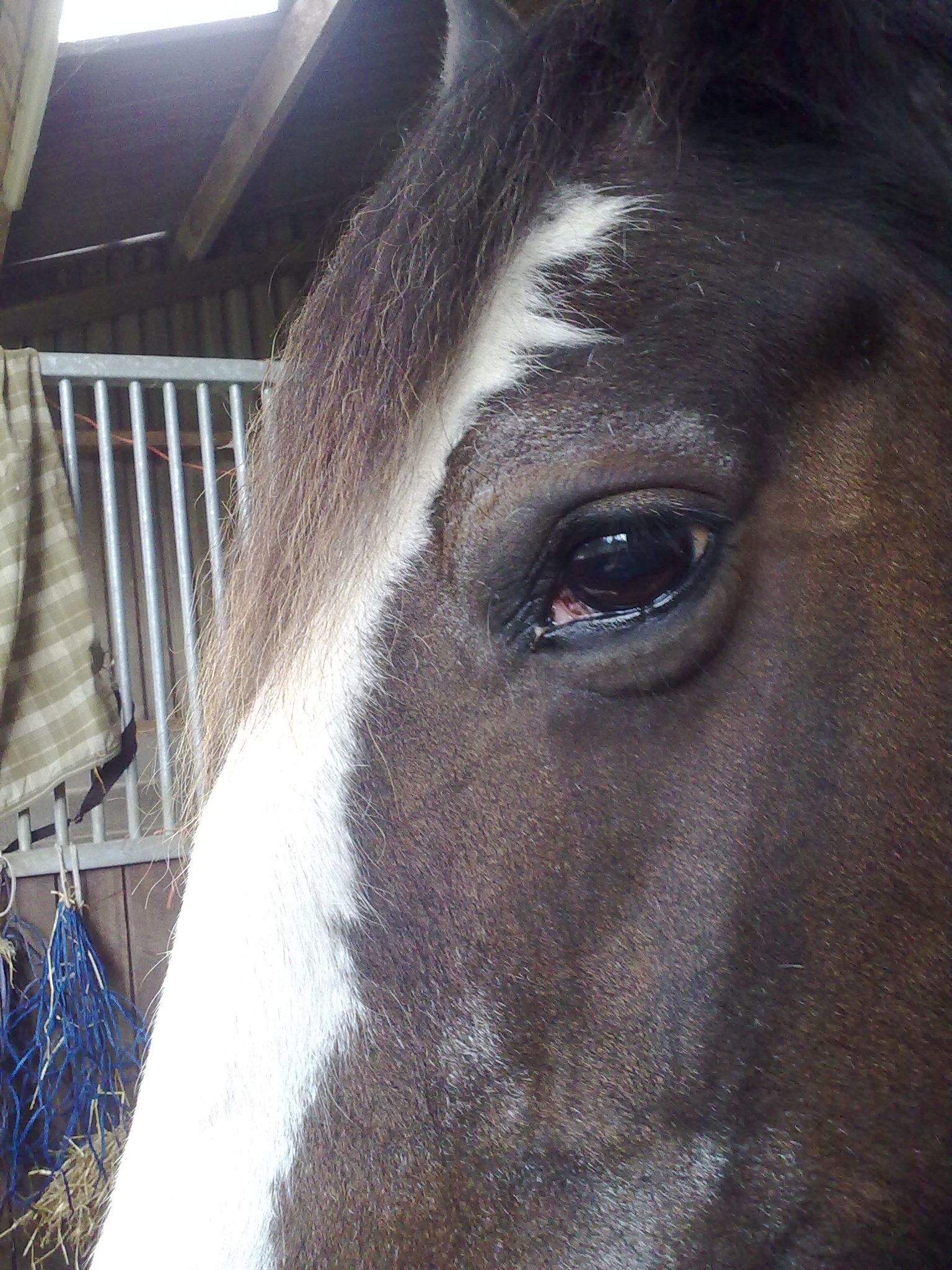 A picture of Dolly's eye. The gateway to her beautiful soul.