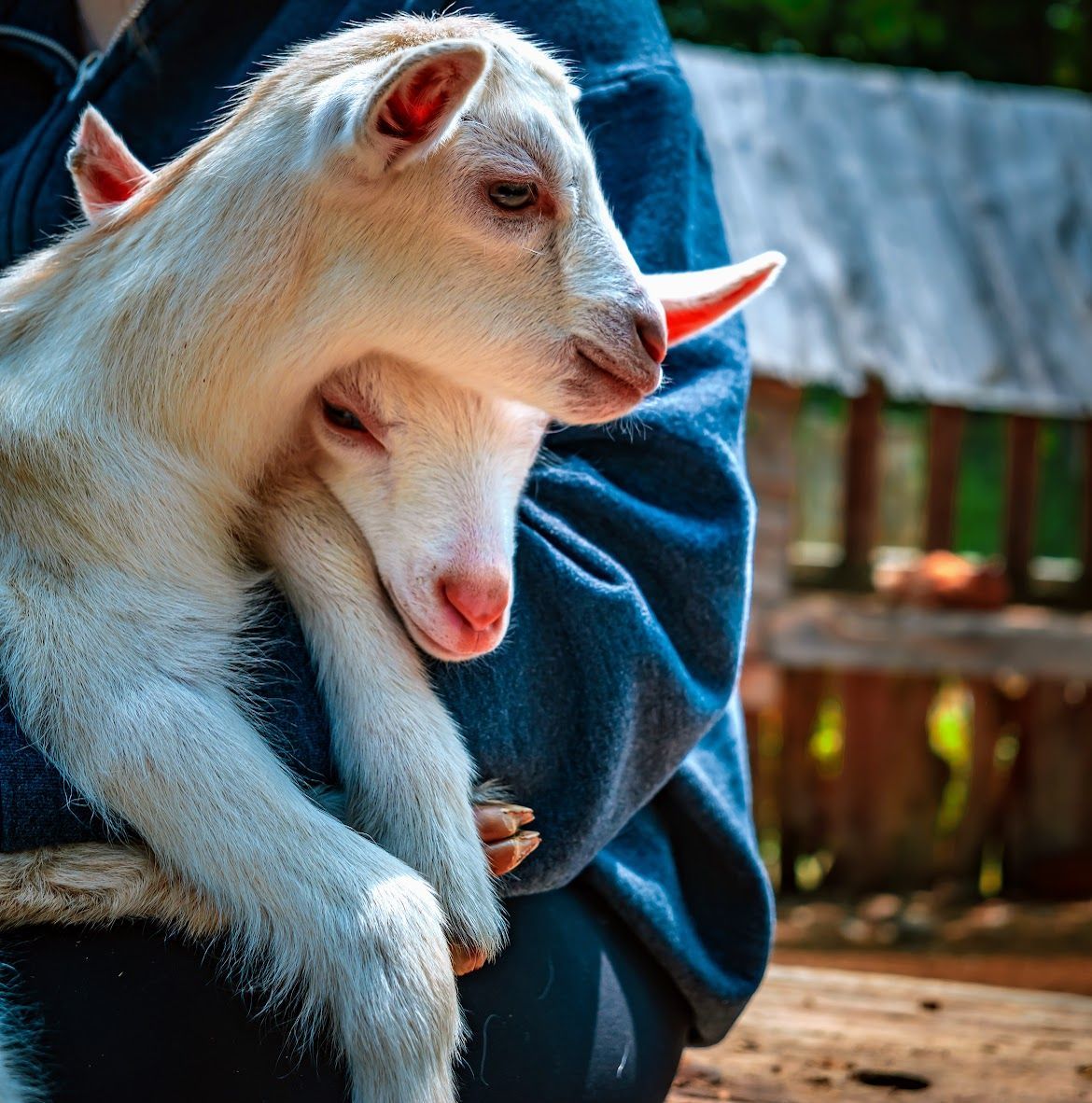 A person holding two small white goats with pink noses and ears, outside near a fence.