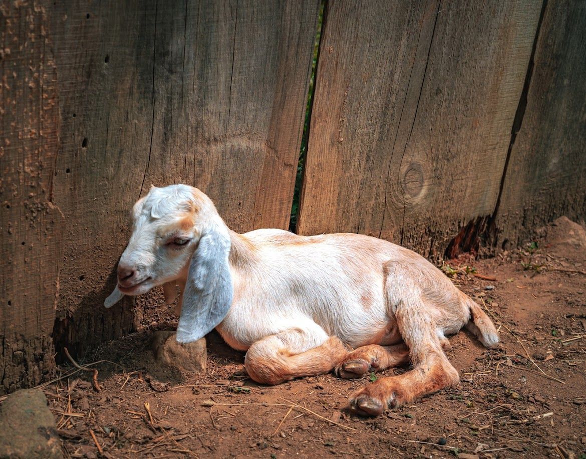 Baby goat resting against a weathered wooden fence, with light brown fur, pale blue ears, and a pink tongue.
