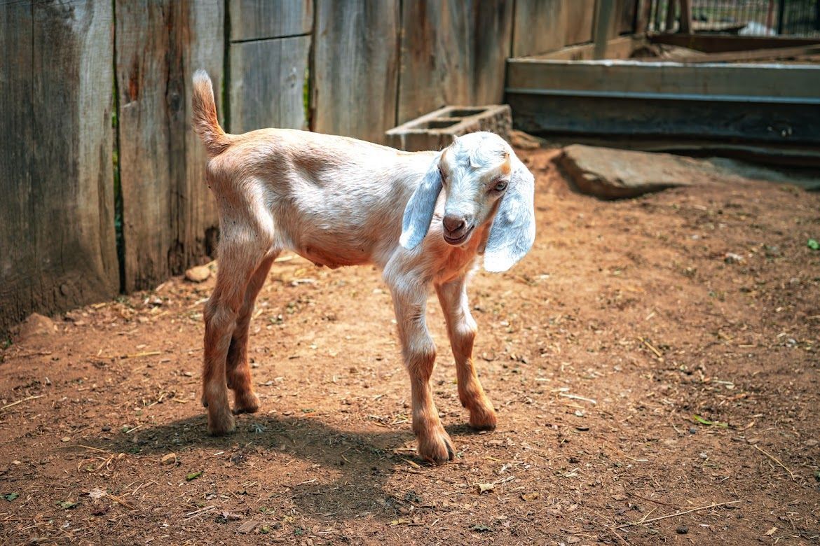 Tan and white goat with floppy ears stands in a dirt pen near a wooden fence.