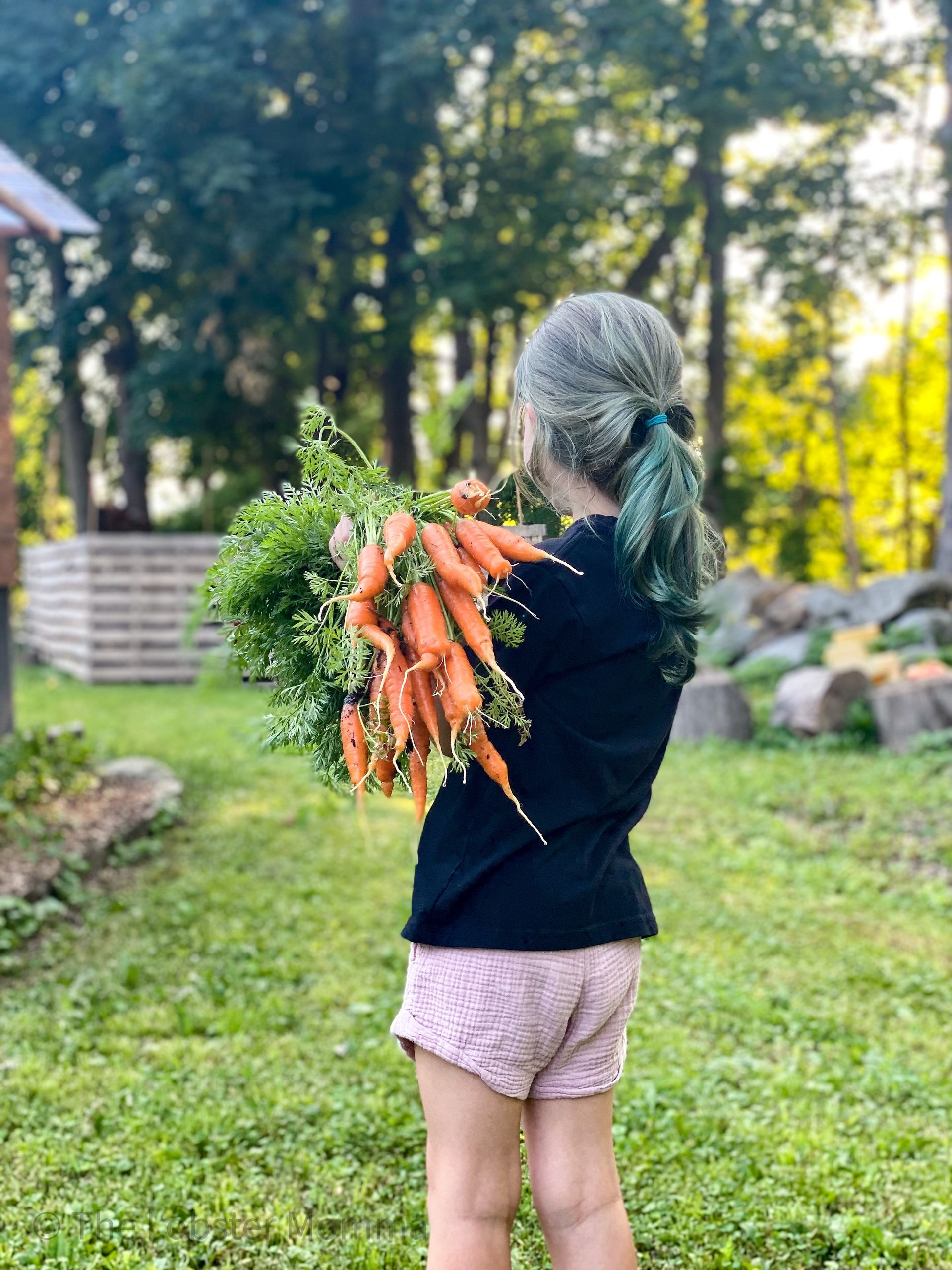 Child holding a large bunch of harvested carrots in a garden.