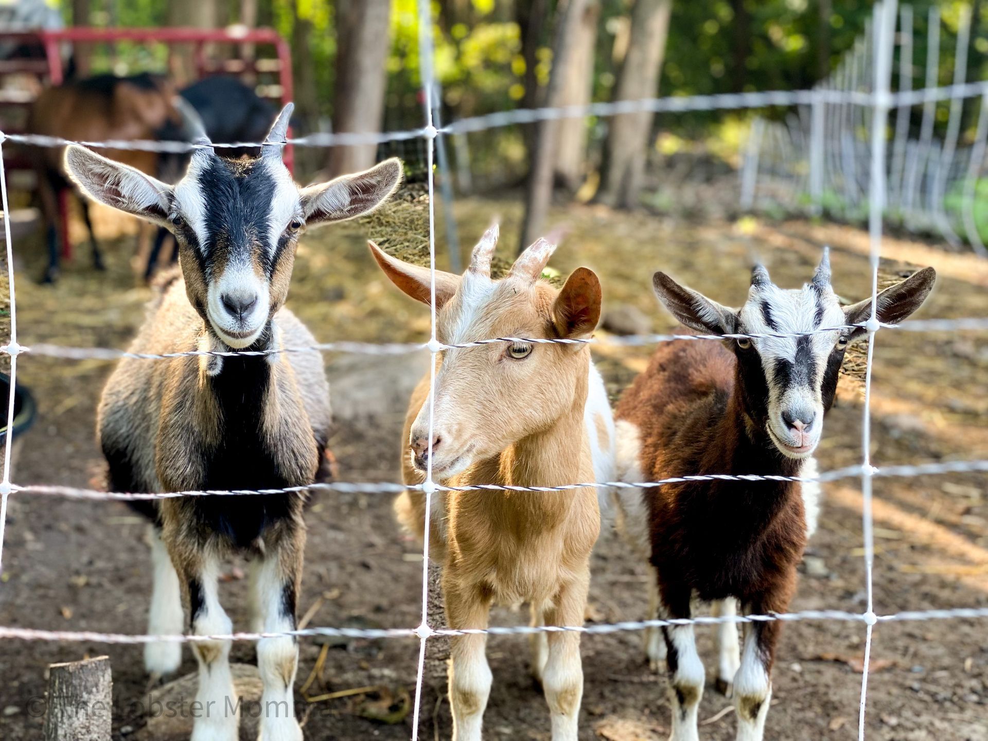 Three goats behind a wire fence: brown, white, and tan. They stand close together, looking forward.