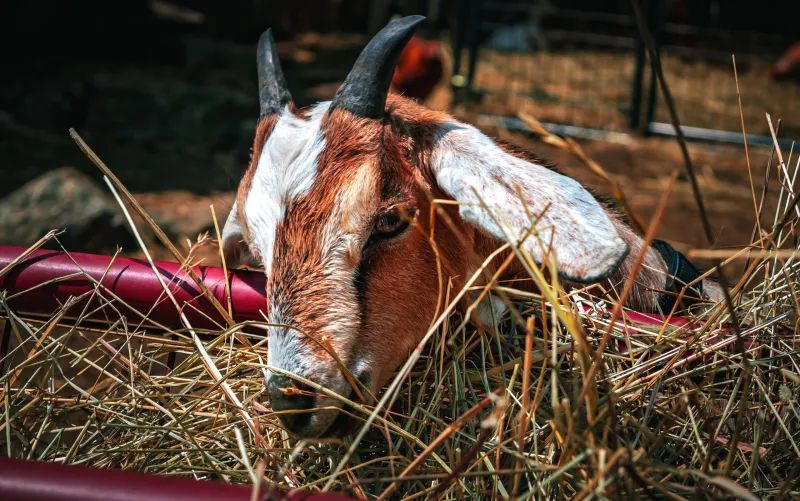 Goat with brown and white markings eating hay.