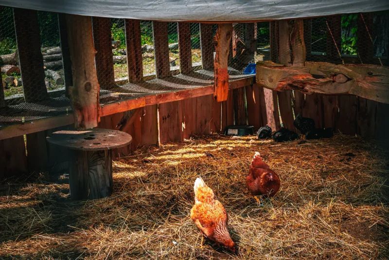 Two chickens inside a rustic coop with hay bedding. Sunlight streams in.