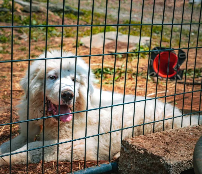 White fluffy dog, lying behind a green wire fence, looks towards the camera with its tongue out.