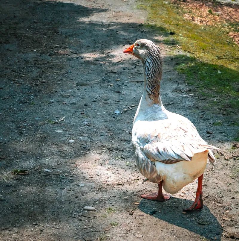 A goose stands on a dirt path in sunlight. It has white and gray feathers, an orange beak, and red feet.