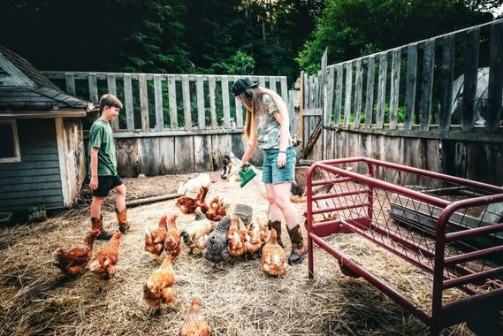 Two people feeding chickens in a fenced yard, near a coop and wooden fence.