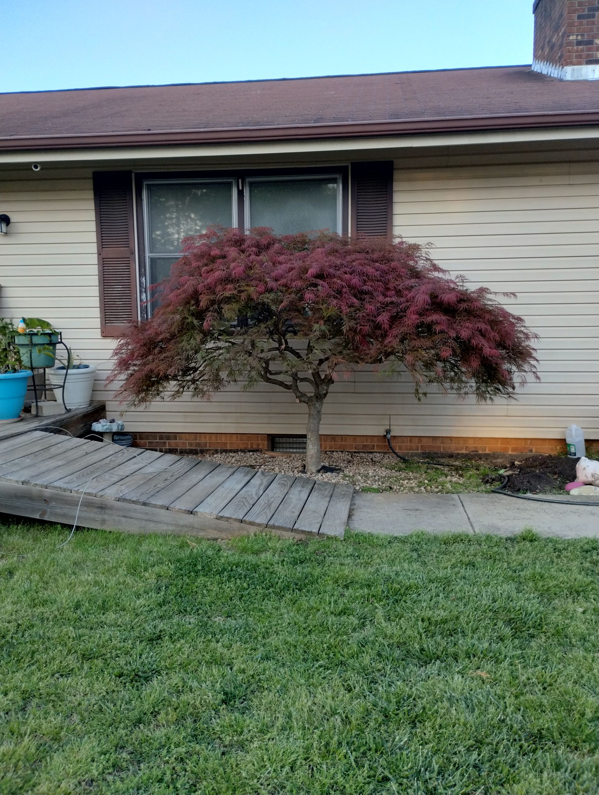 Gallery Image | Rose Tree Care LLC