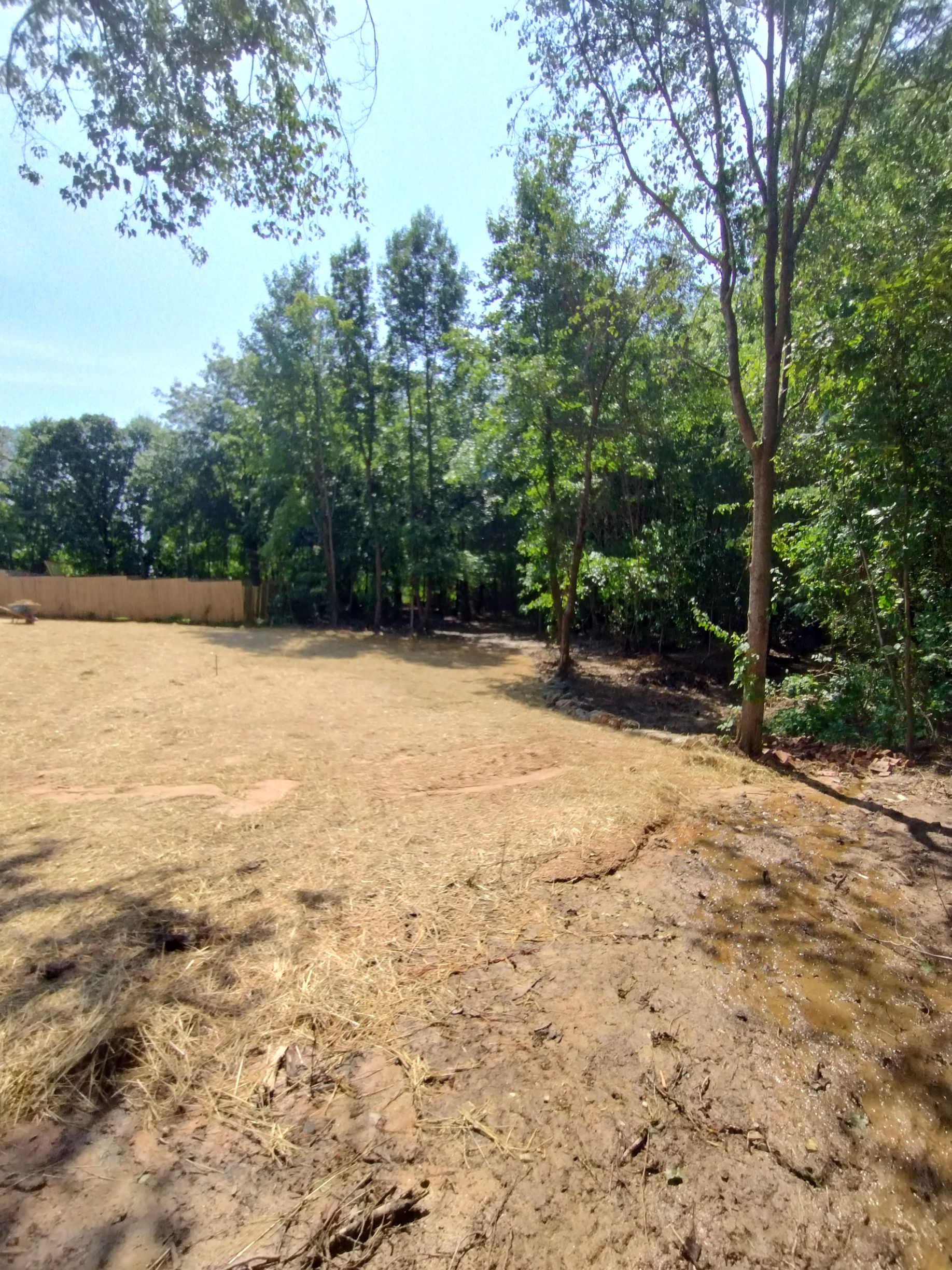 Gallery Image | Rose Tree Care LLC
