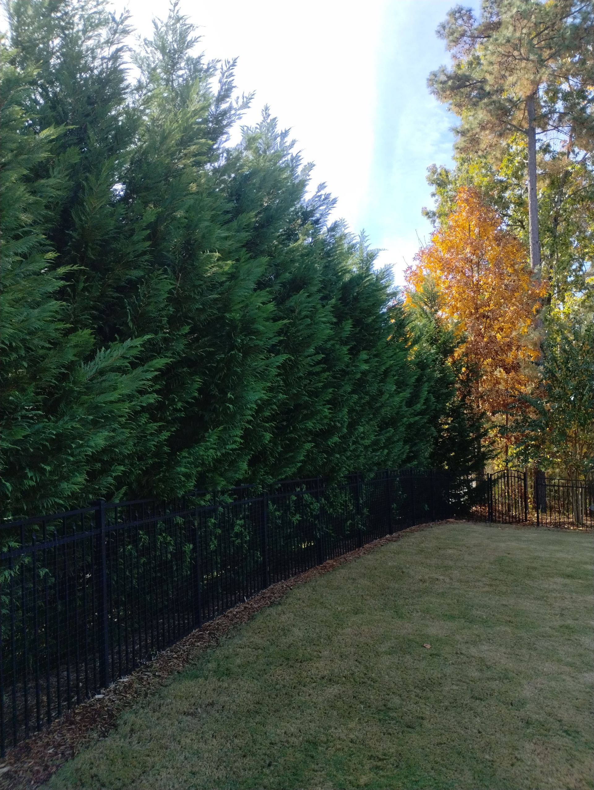Gallery Image | Rose Tree Care LLC
