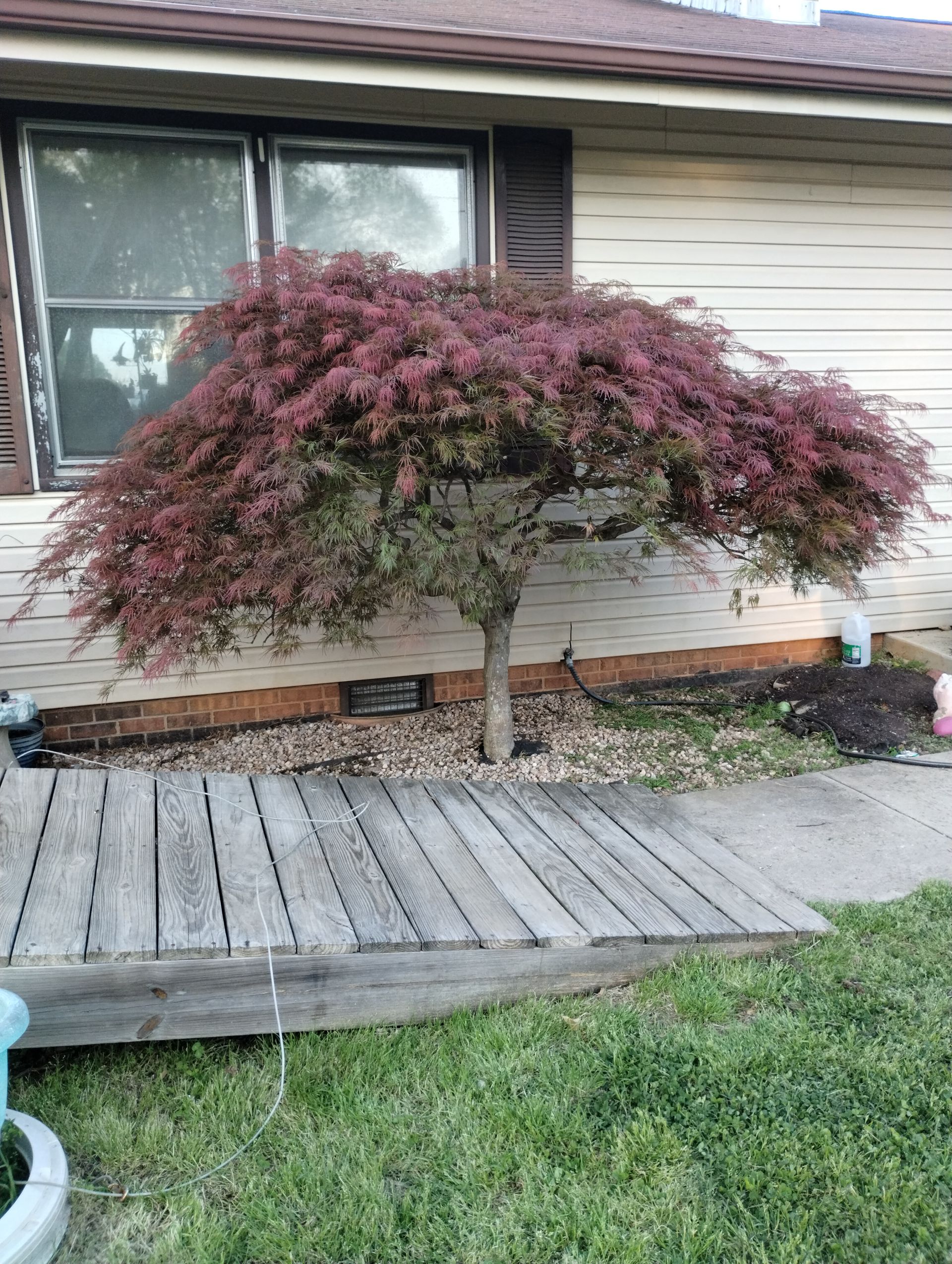 Gallery Image | Rose Tree Care LLC