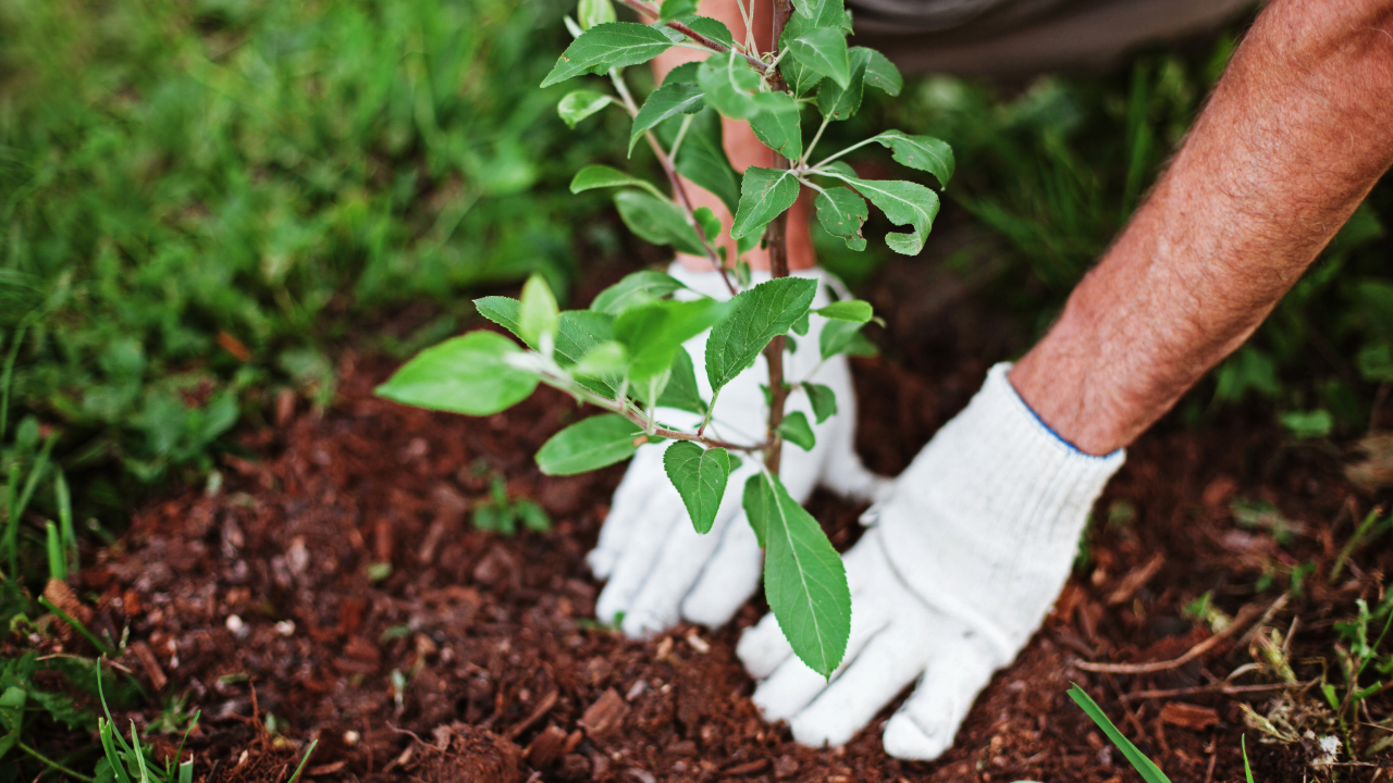 Landscaping and Enhancements | Rose Tree Care LLC