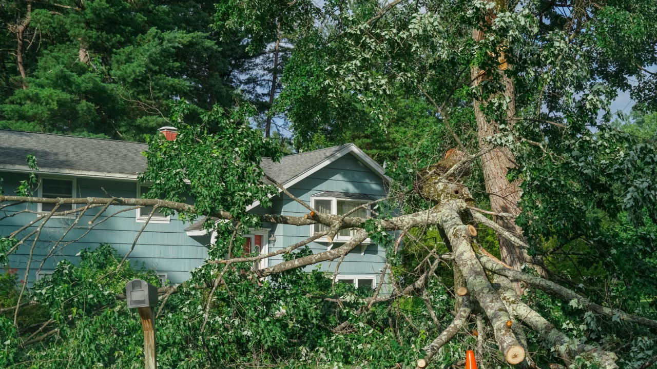 Tree Removal and Safety | Rose Tree Care LLC