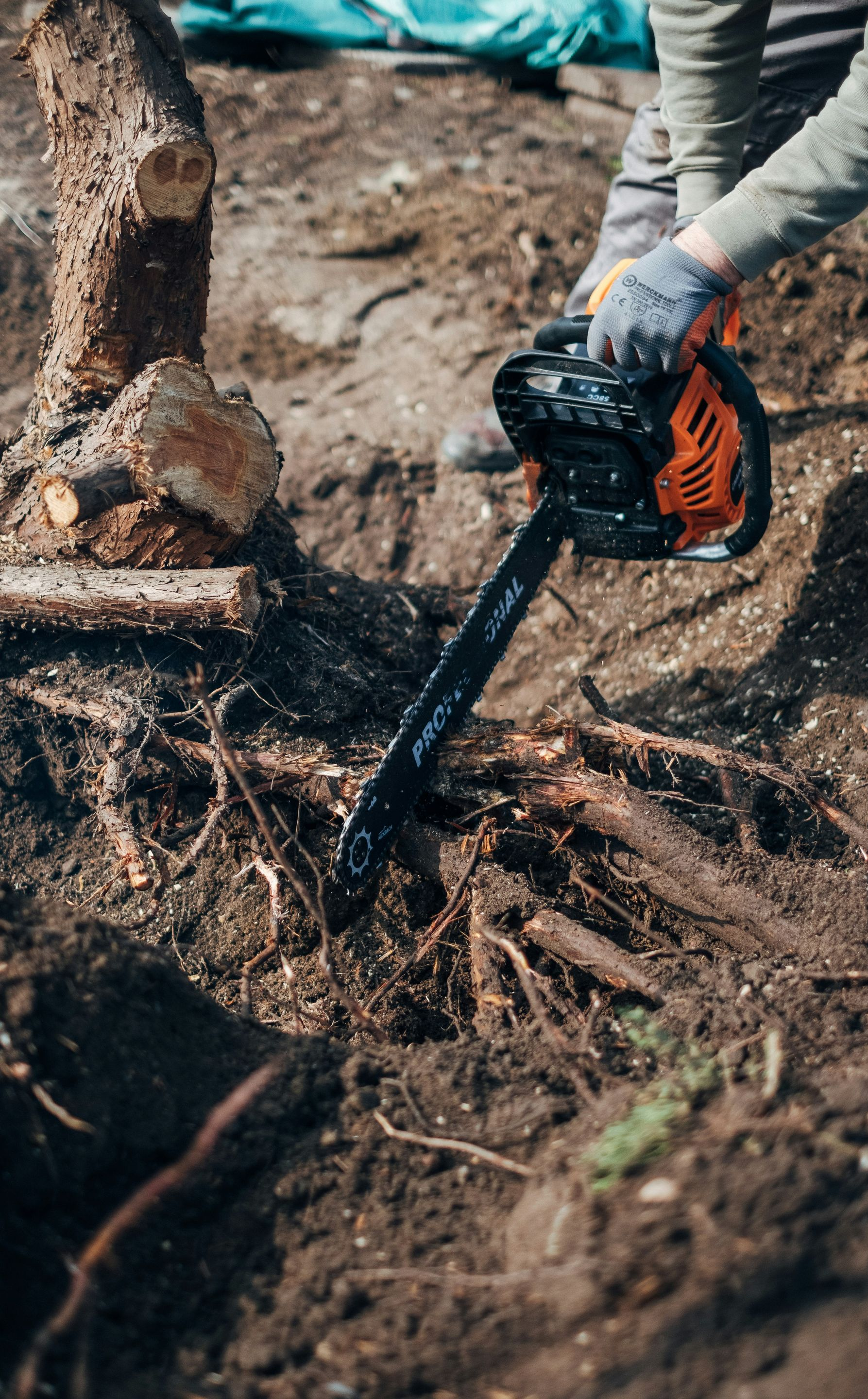 Person using a chainsaw to cut exposed tree roots in muddy soil