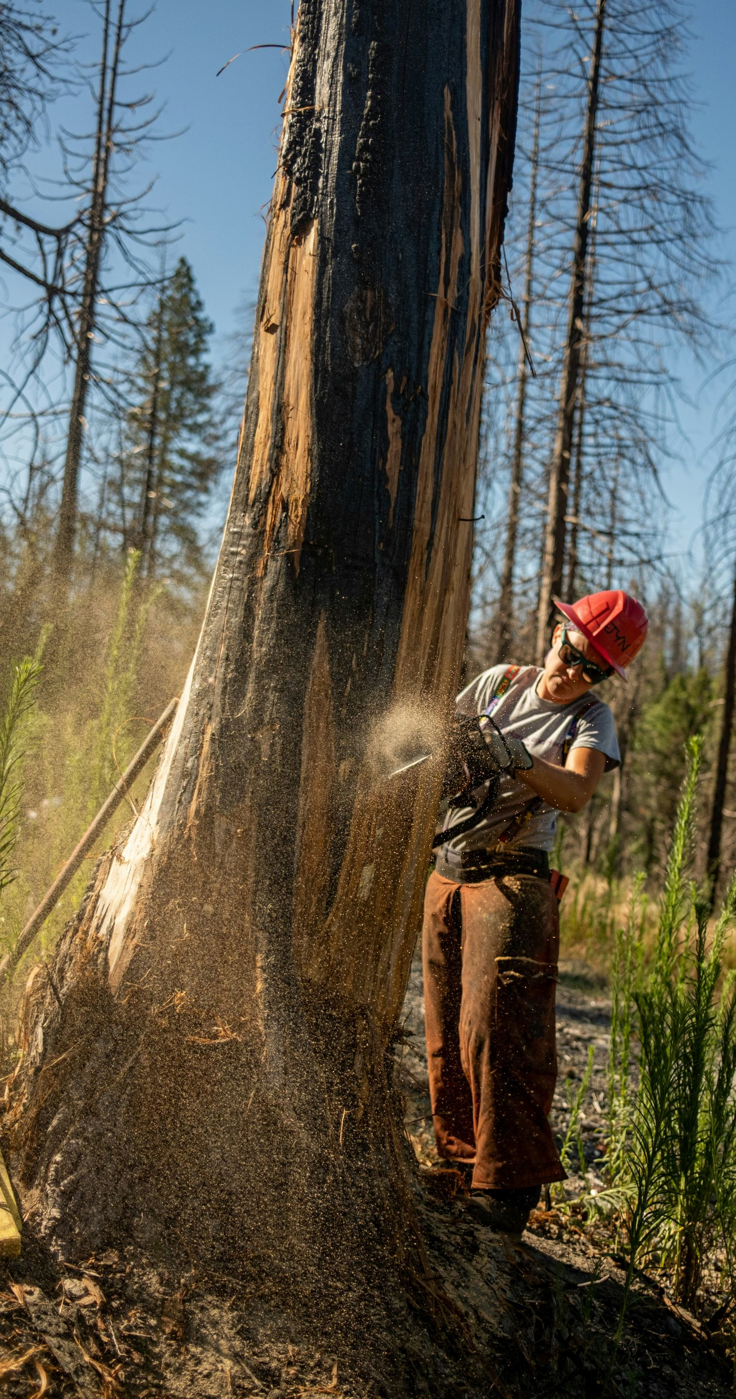 Person in a red hard hat cutting a charred tree with a chainsaw in a burned forest