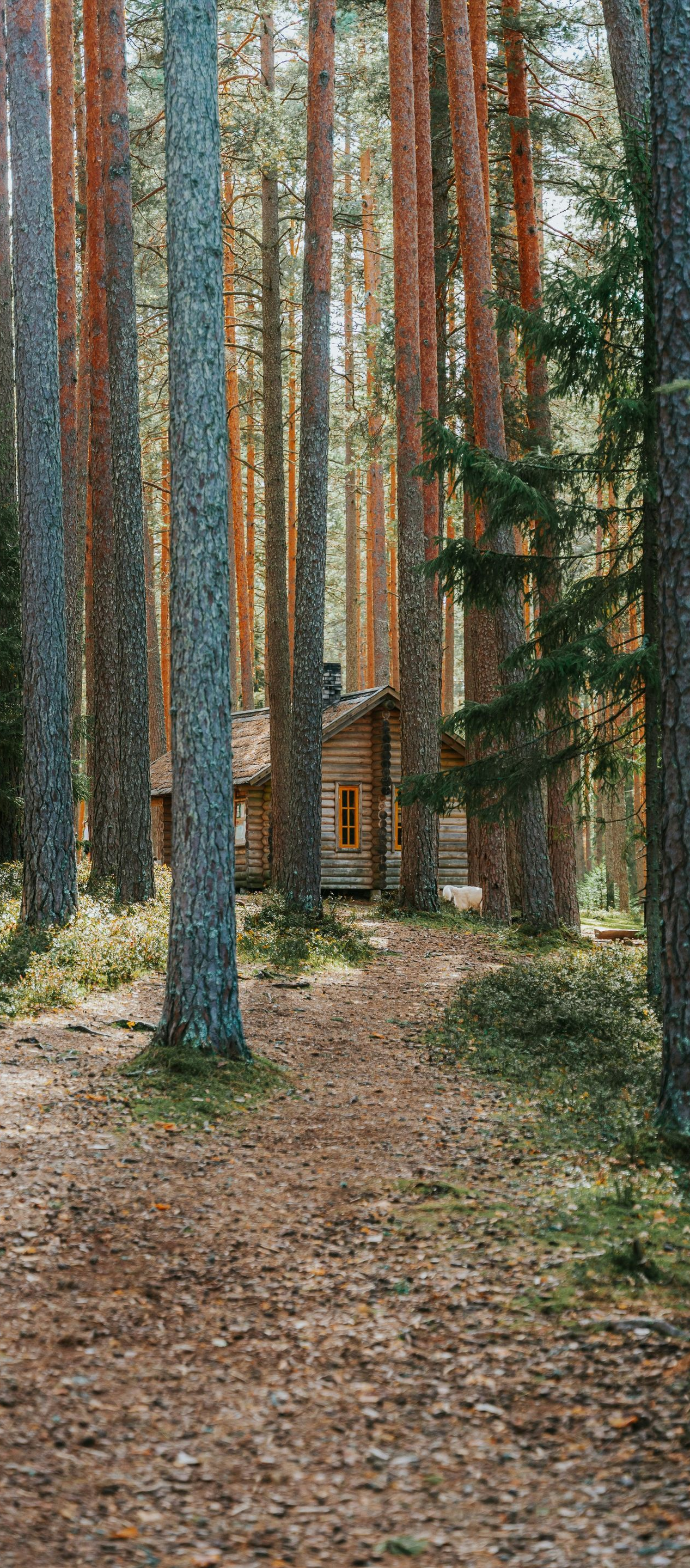 Forest path among tall pine trees, with a small wooden cabin in the distance