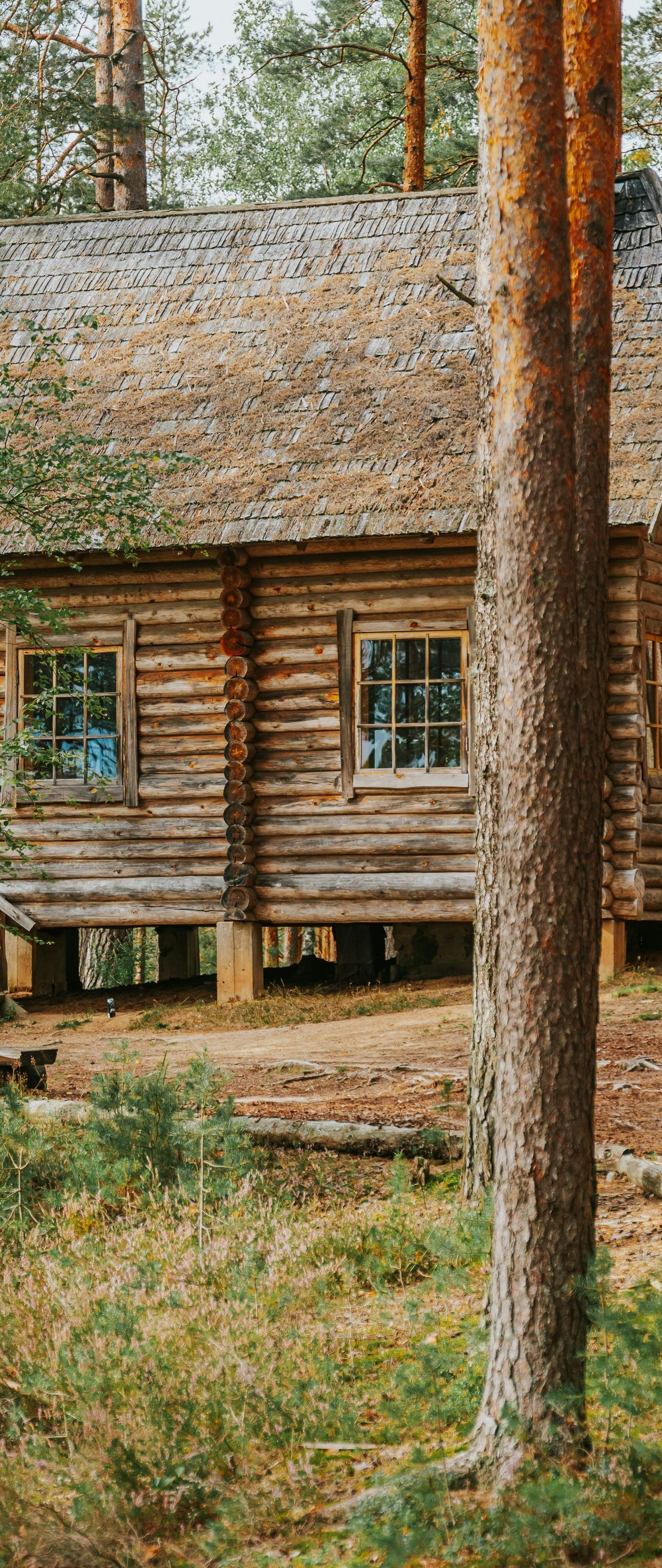 Rustic log cabin in a pine forest with tall trees and grass in the foreground