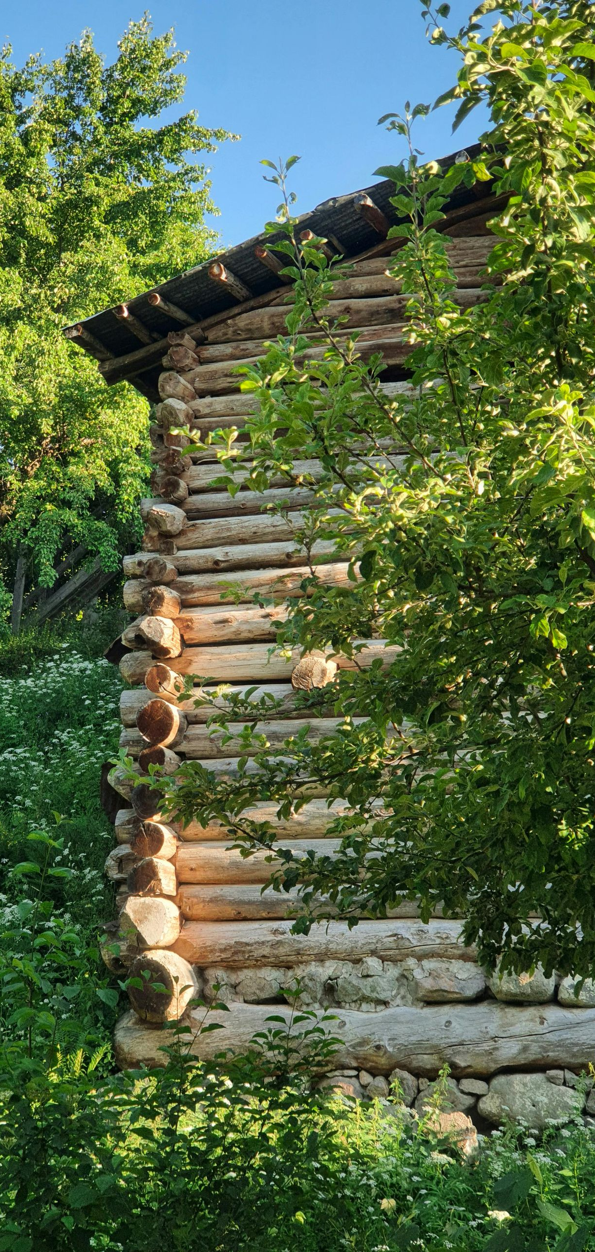 Wooden log cabin wall with a sloped roof, partly hidden by lush green trees and foliage