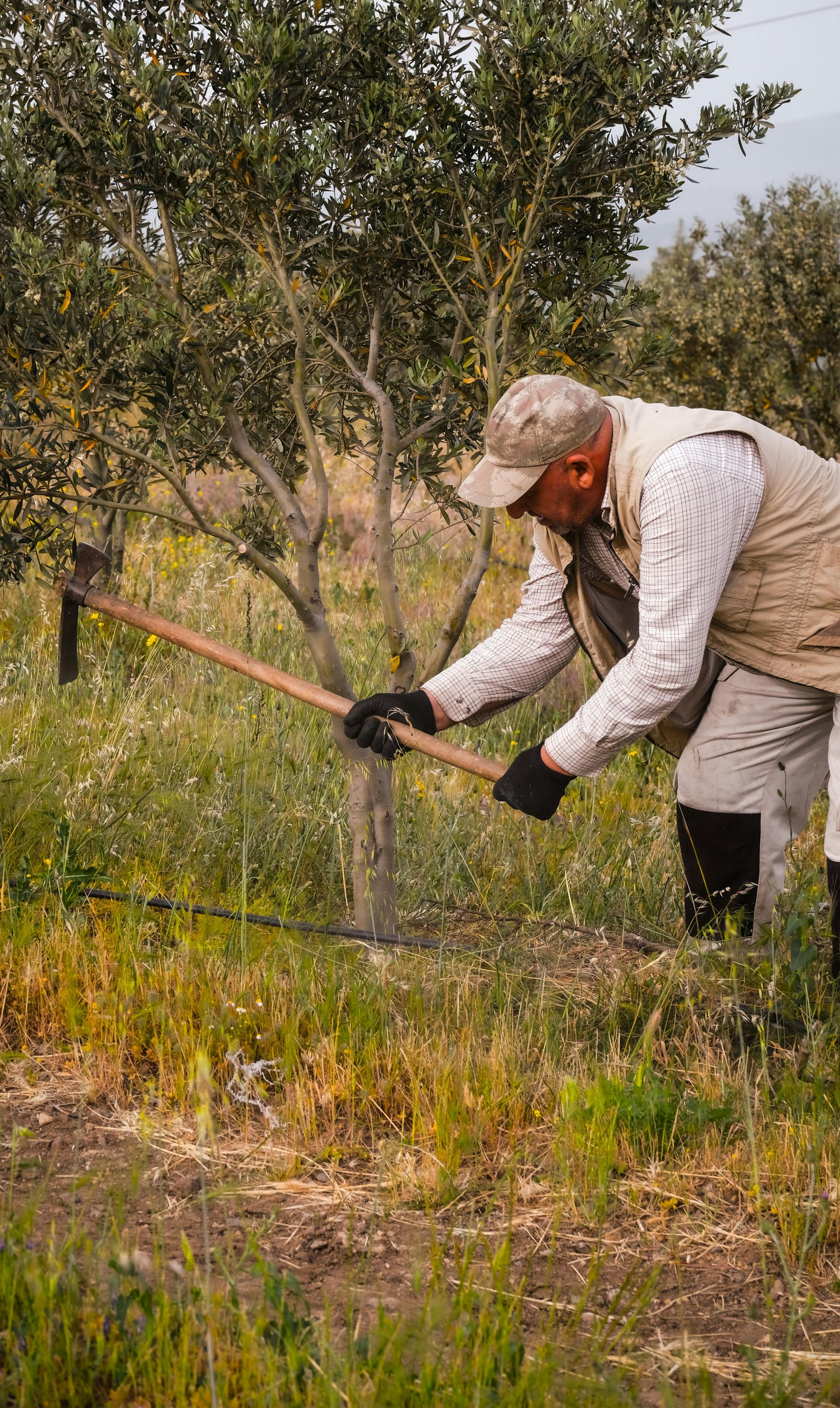Person pruning a tree with long-handled shears in a grassy orchard.