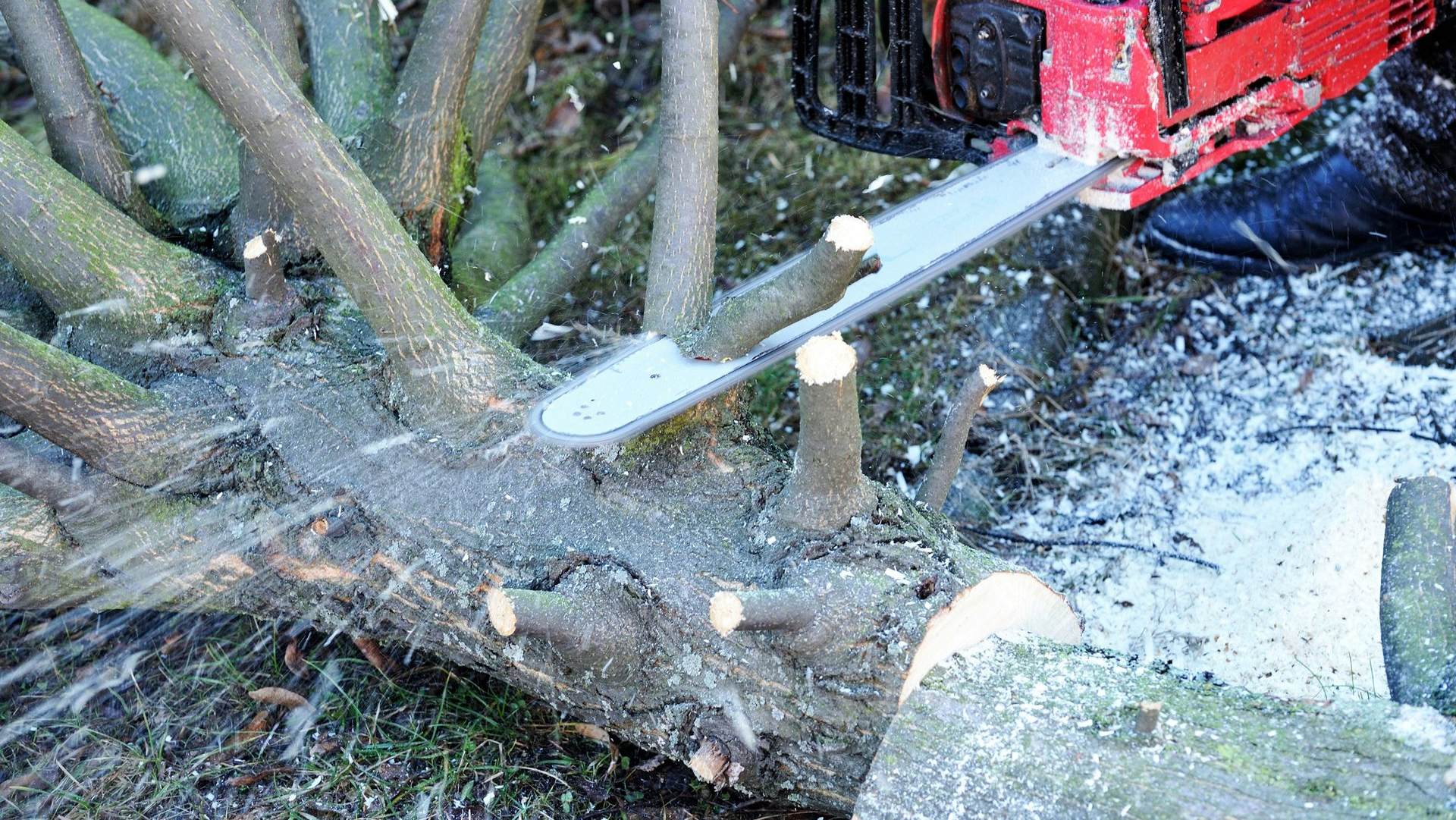 Chainsaw cutting a fallen tree trunk, with wood chips flying in a forest clearing.