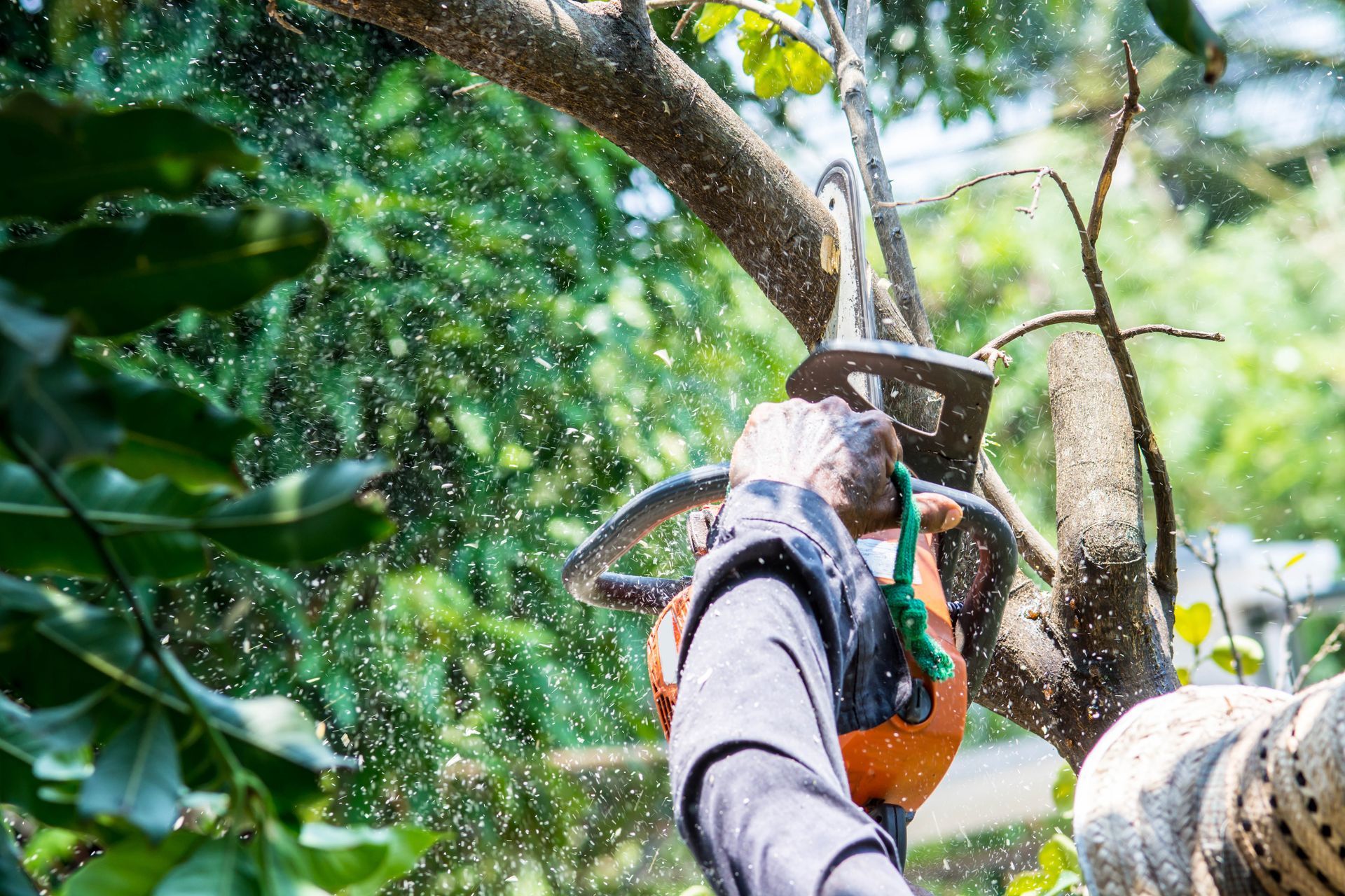 Person using a chainsaw high in a tree, cutting branches amid green foliage and falling wood chips.