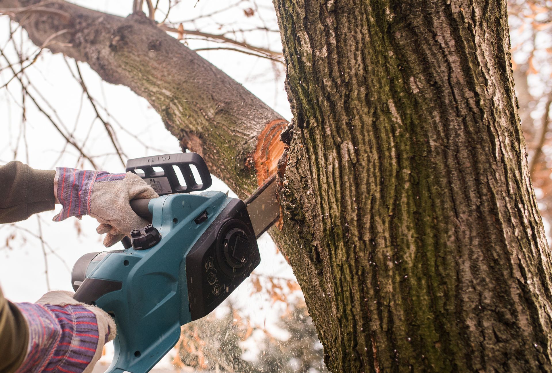 A man is cutting a tree’s branch. A man is cutting a tree’s branch.