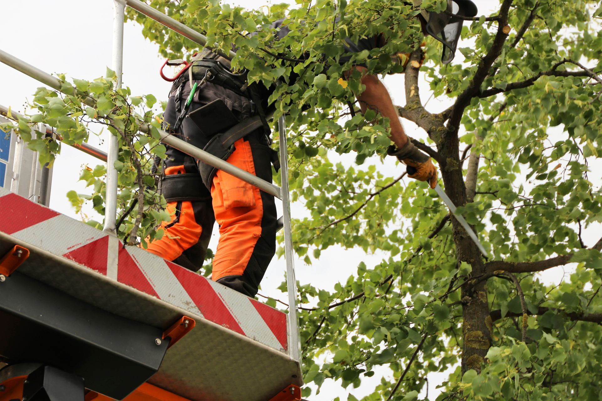 Worker in safety gear climbing a tree beside a house in a wooded yard