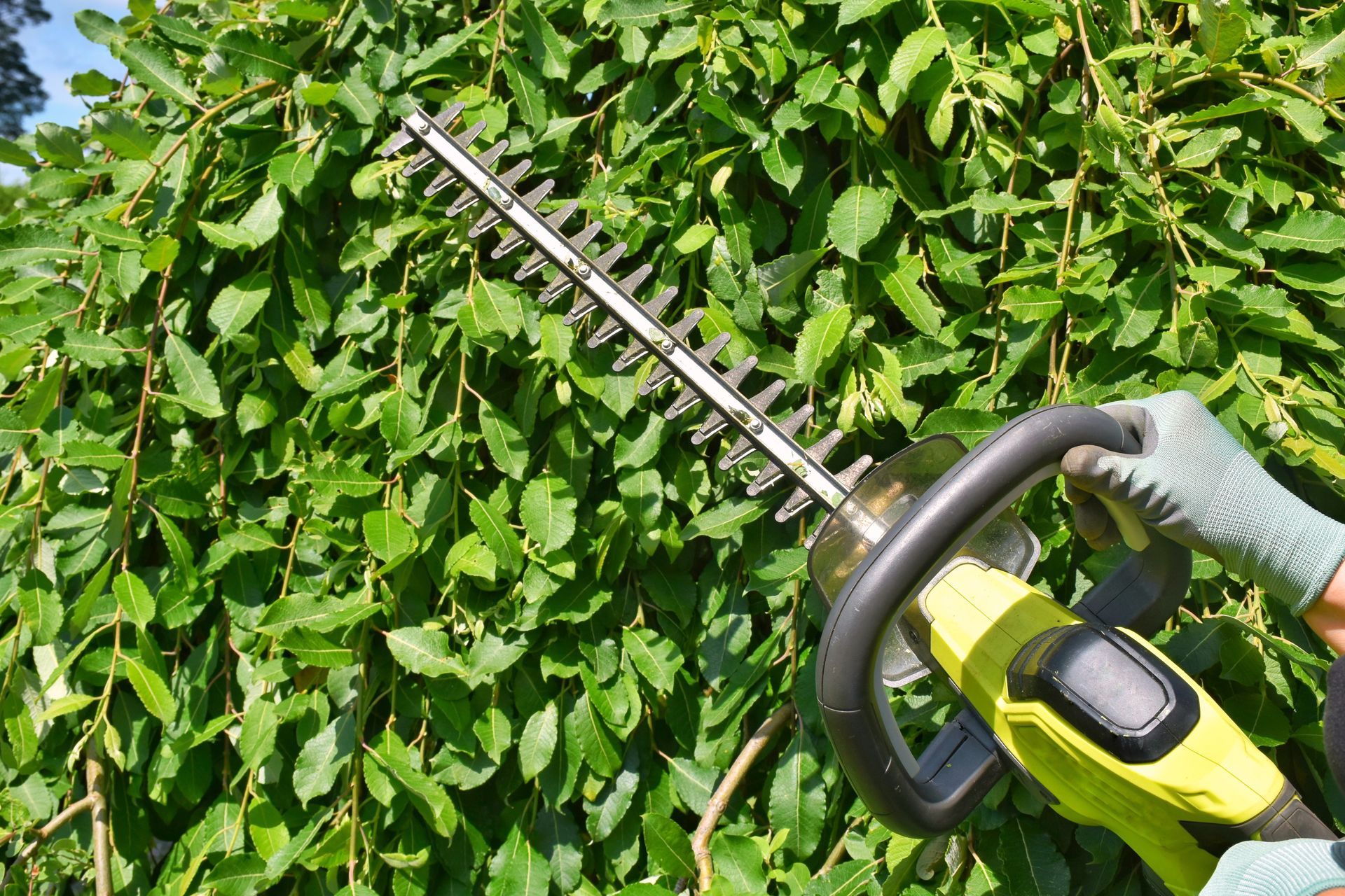 Person using a hedge trimmer to cut and shape a dense green hedge outdoors.