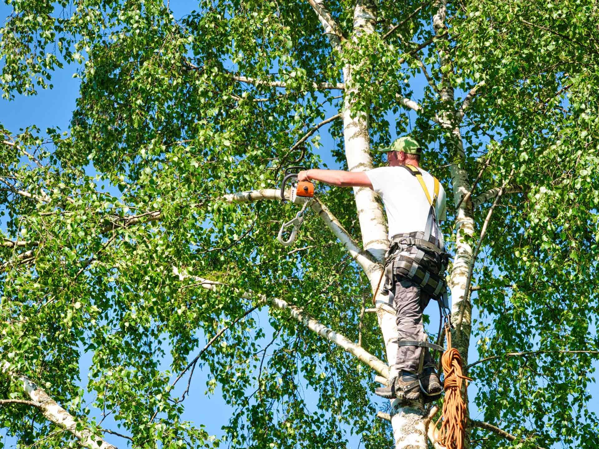 A worker is trimming tree branches with a chainsaw while secured high in the tree.