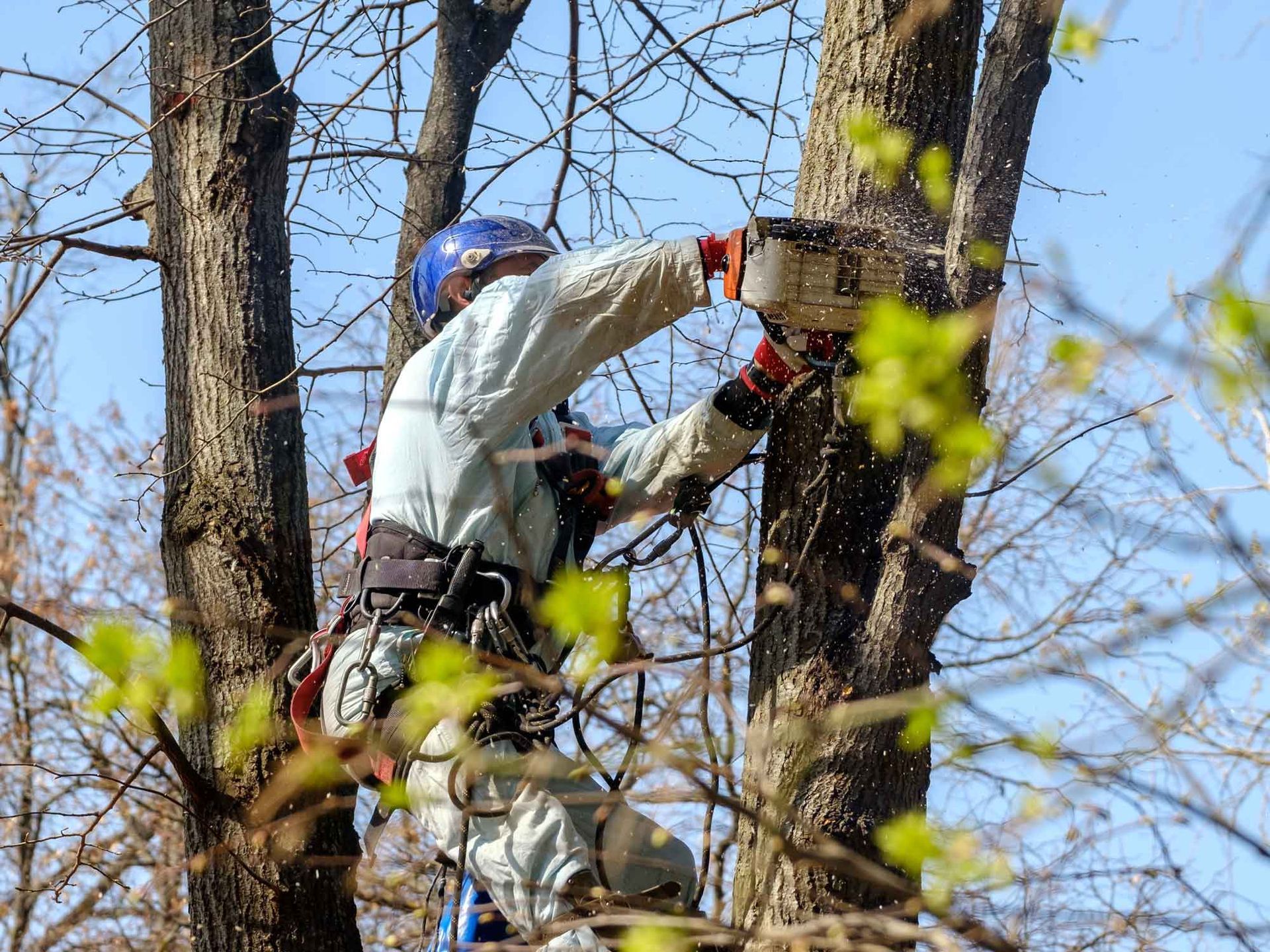 Worker wearing safety gear using a chainsaw to cut a tree branch outdoors