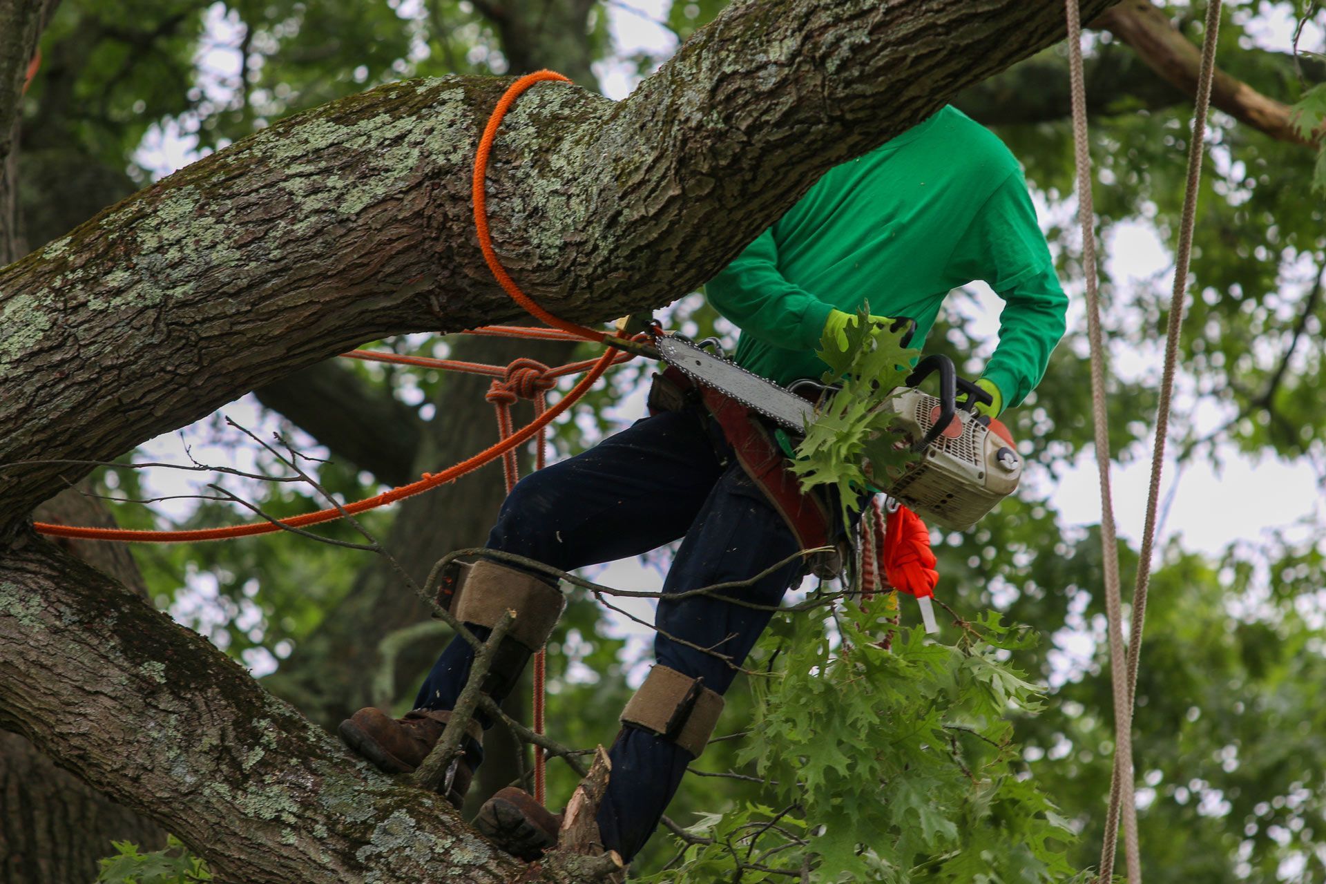 A worker is trimming tree branches with a saw while secured by a rope in the canopy. A worker is trimming tree branches with a saw while secured by a rope in the canopy.