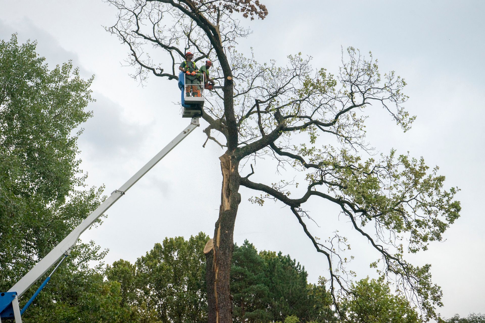 Person in a lift trimming branches of a tree under a cloudy sky.