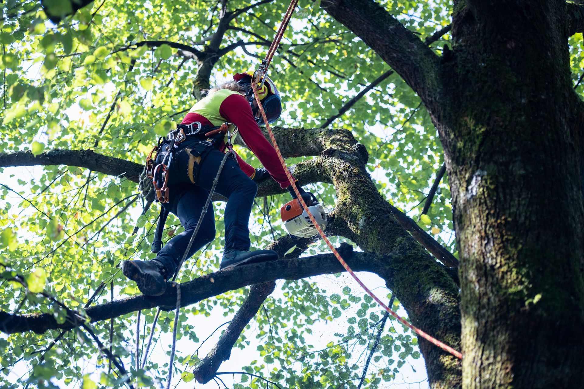 Arborist cutting tree branches with a chainsaw, wearing safety gear, in a leafy tree.
