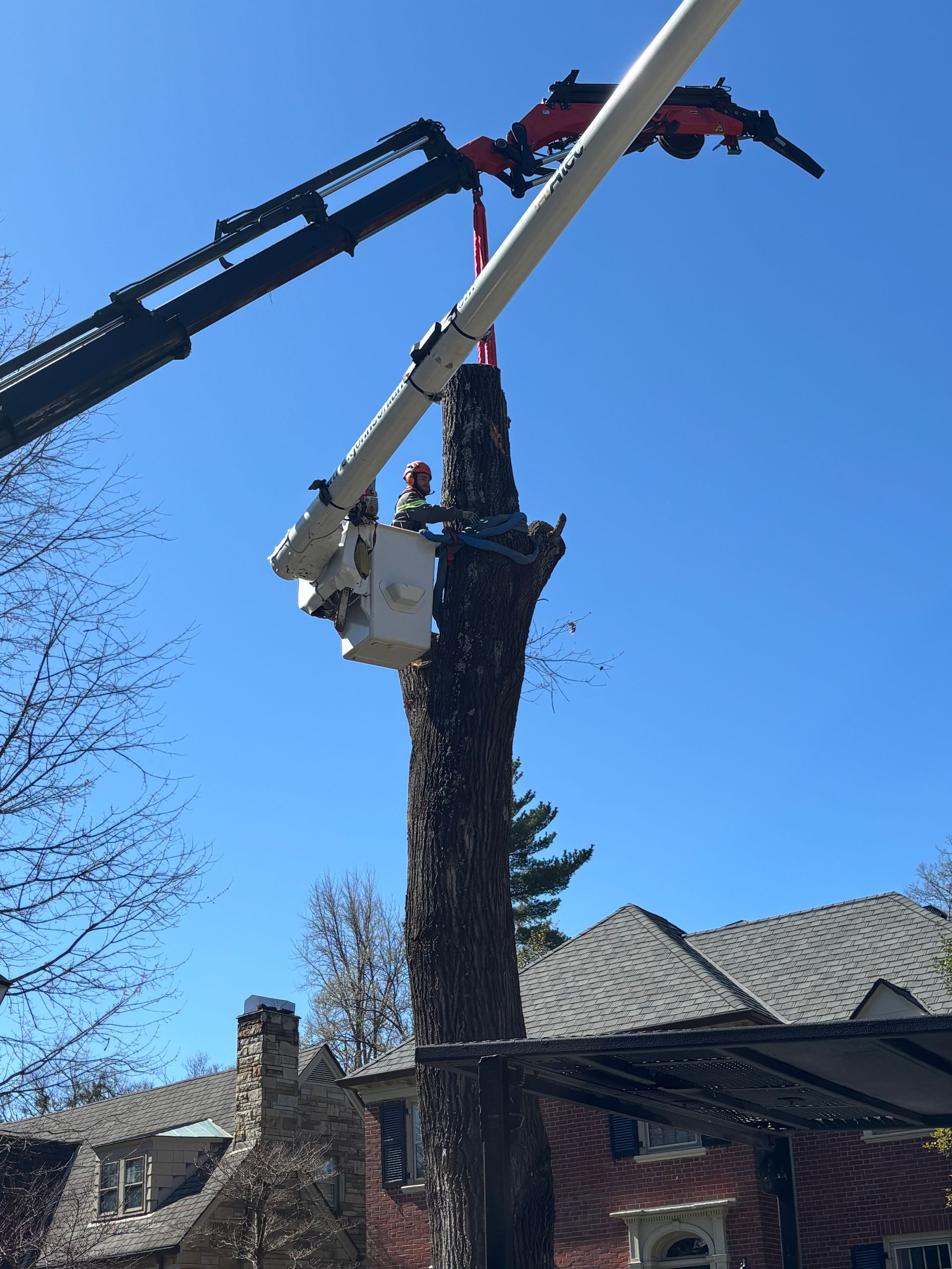 Worker using a chainsaw to cut a tree trunk while secured with safety harness. Worker using a chainsaw to cut a tree trunk while secured with safety harness.