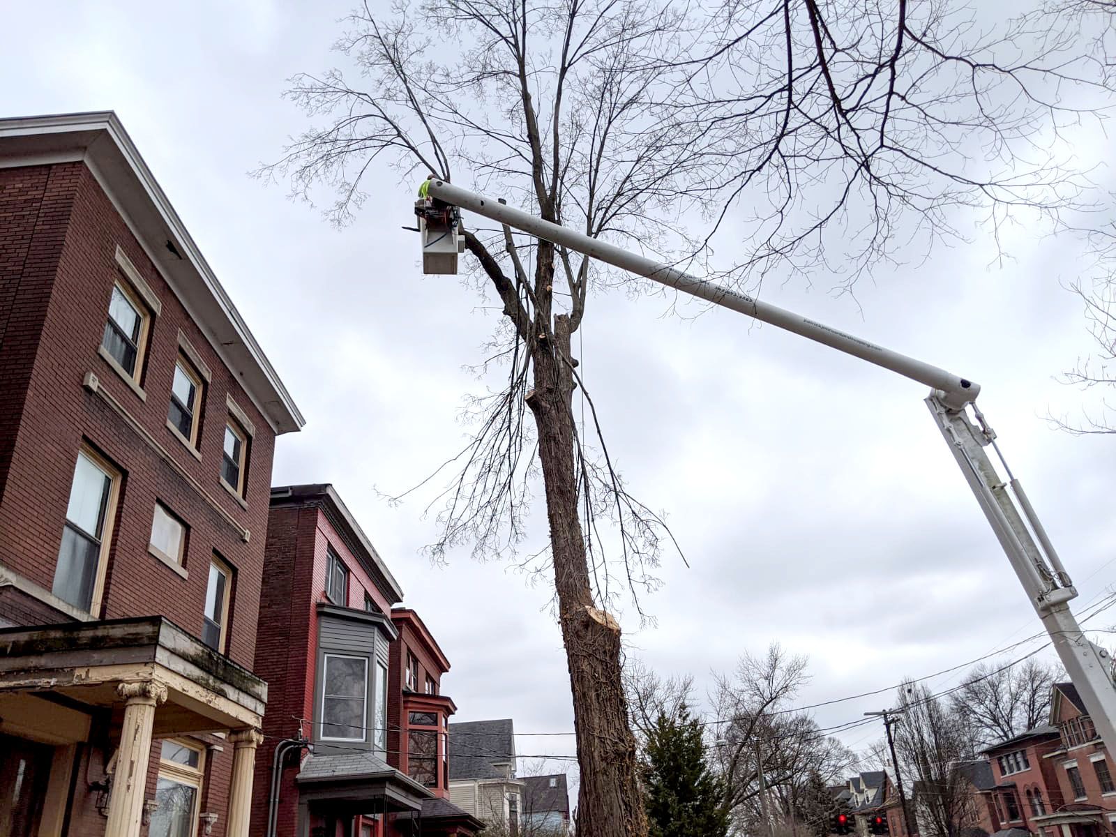 Utility truck trims a tall tree beside brick row houses on an overcast street Utility truck trims a tall tree beside brick row houses on an overcast street