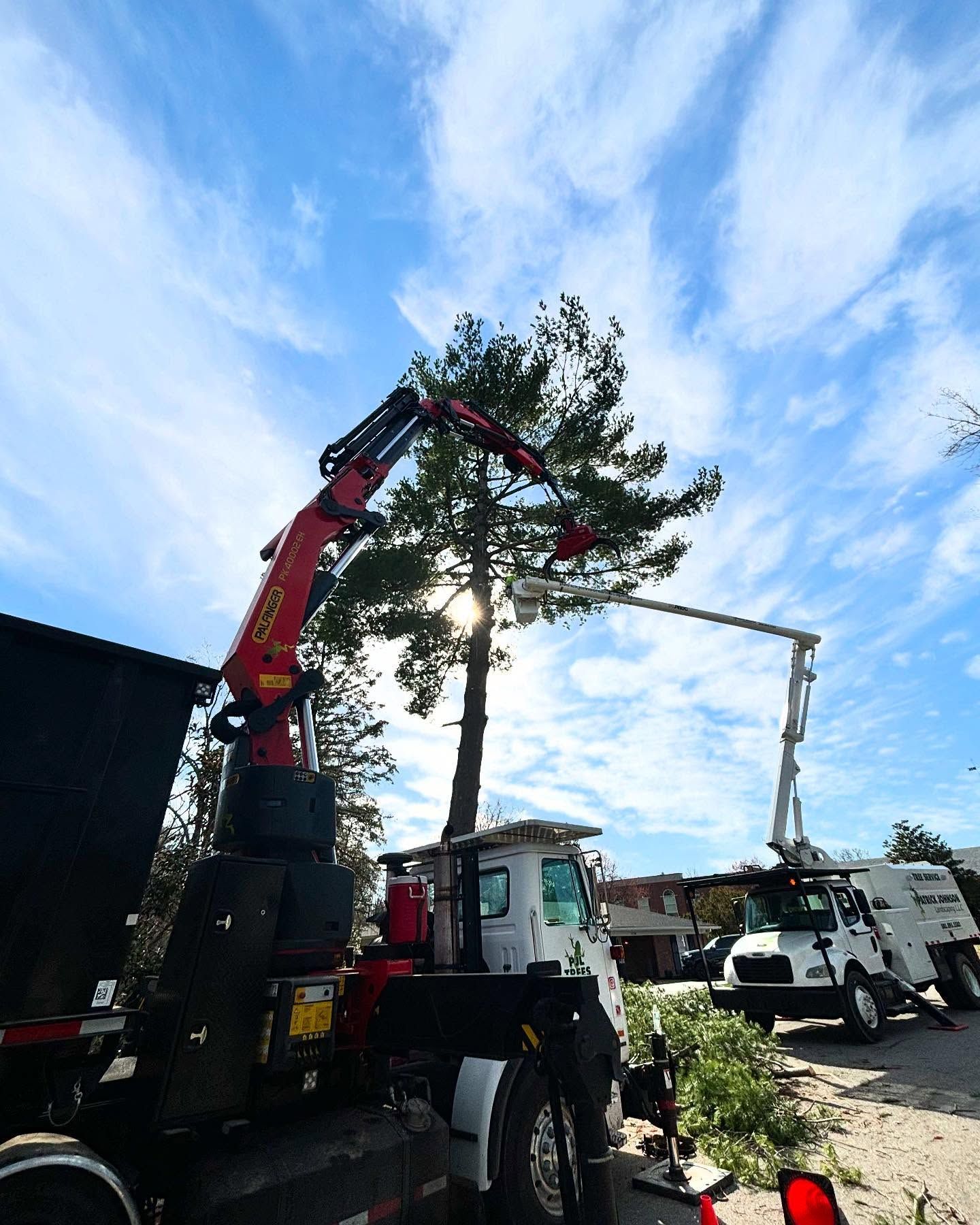 Two people in an orange lift trimming a large tree. They wear safety vests and the sky is blue.