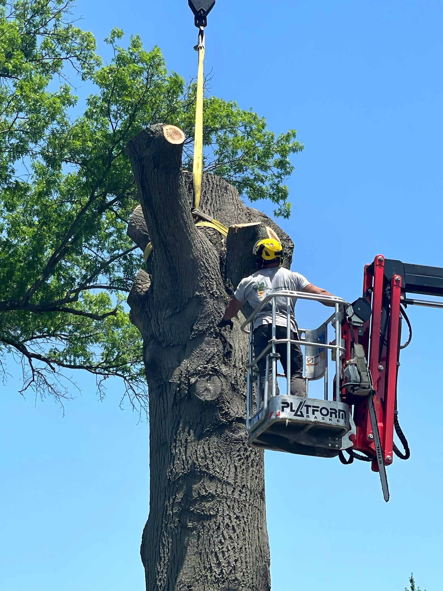 Person using a chainsaw to cut a large tree trunk outdoors Tree worker in a bucket lift trimming a large tree against a blue sky