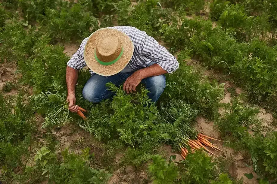 Farming