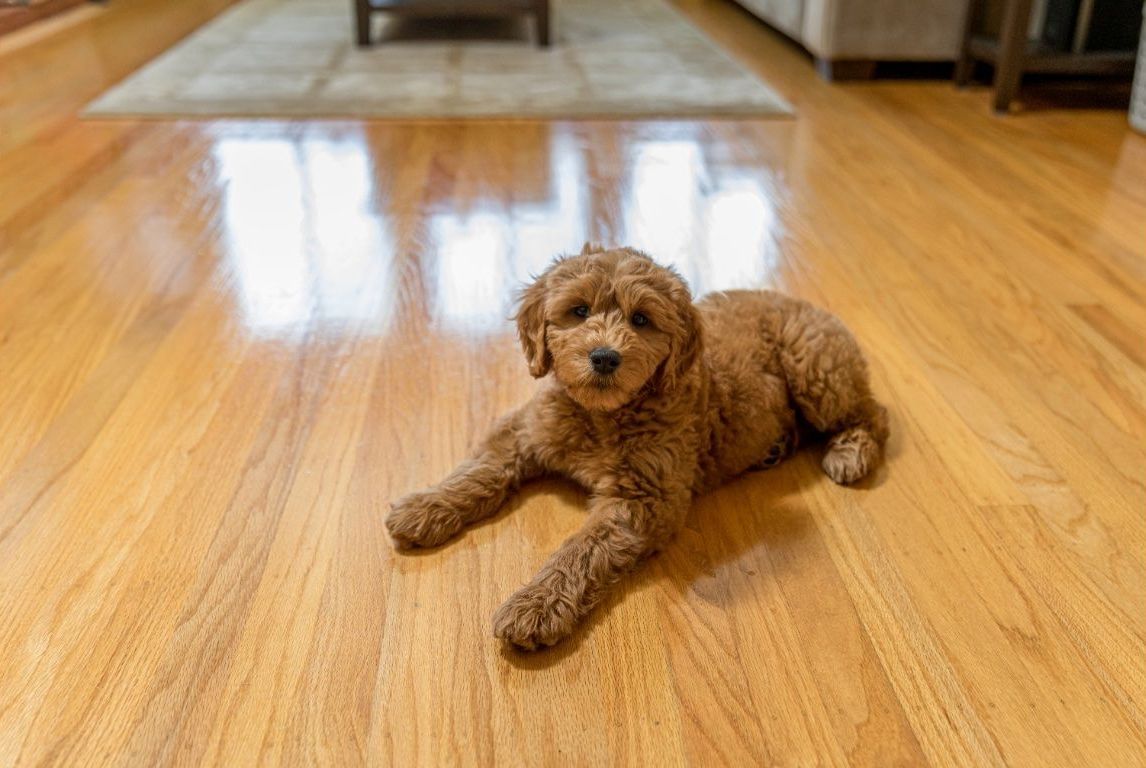 Dog laying on recently sealed hardwood floor in Virginia Beach, VA