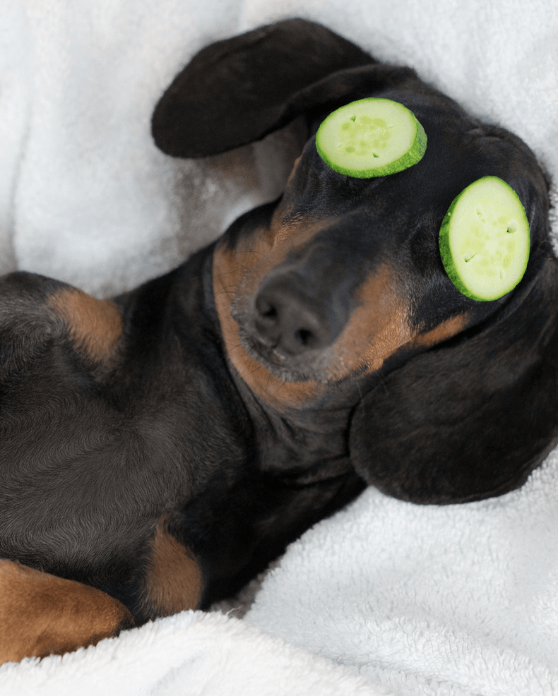 A dog relaxing with cucumber slices over its eyes at Wild Olive Ranch