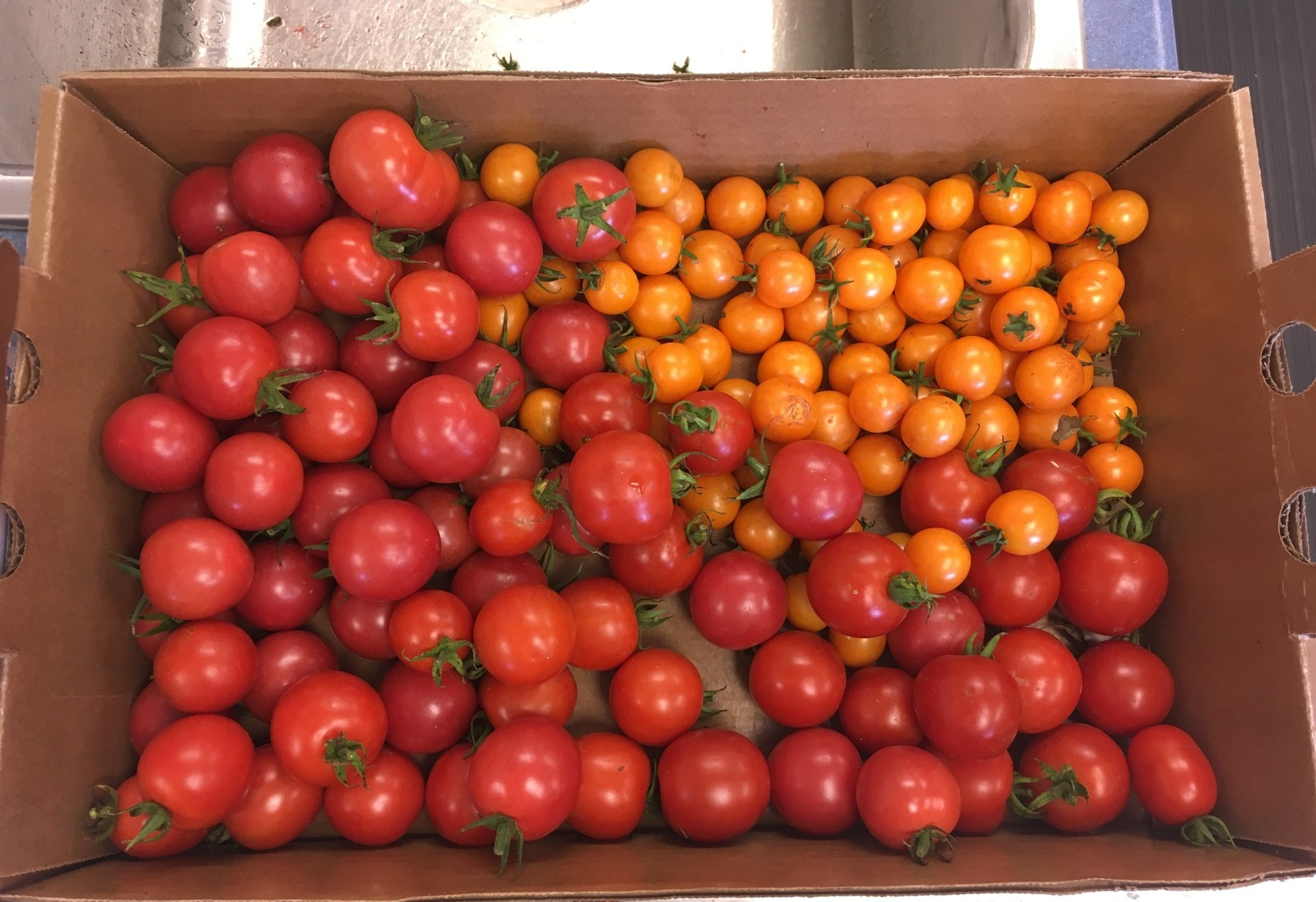 Box of red and yellow cherry tomatoes.