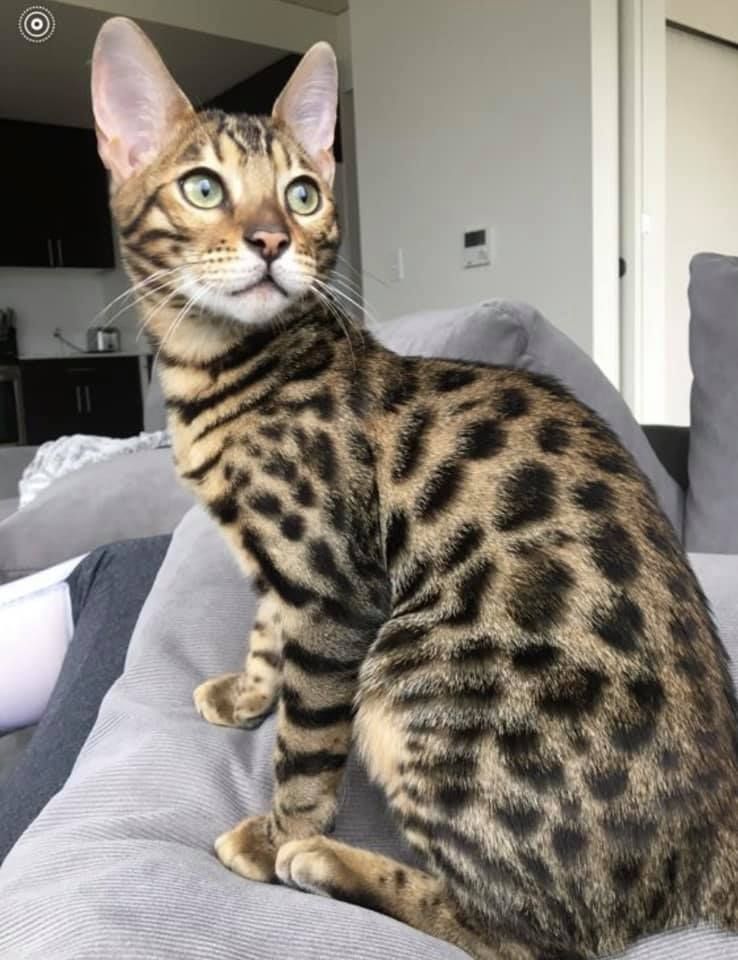 Portrait Of A Bengal Kitten