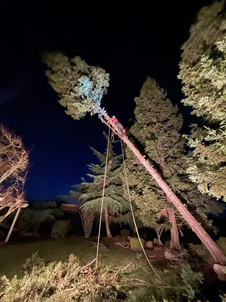 Nighttime scene of a tall, leaning tree being cut with a pole saw under bright work lights